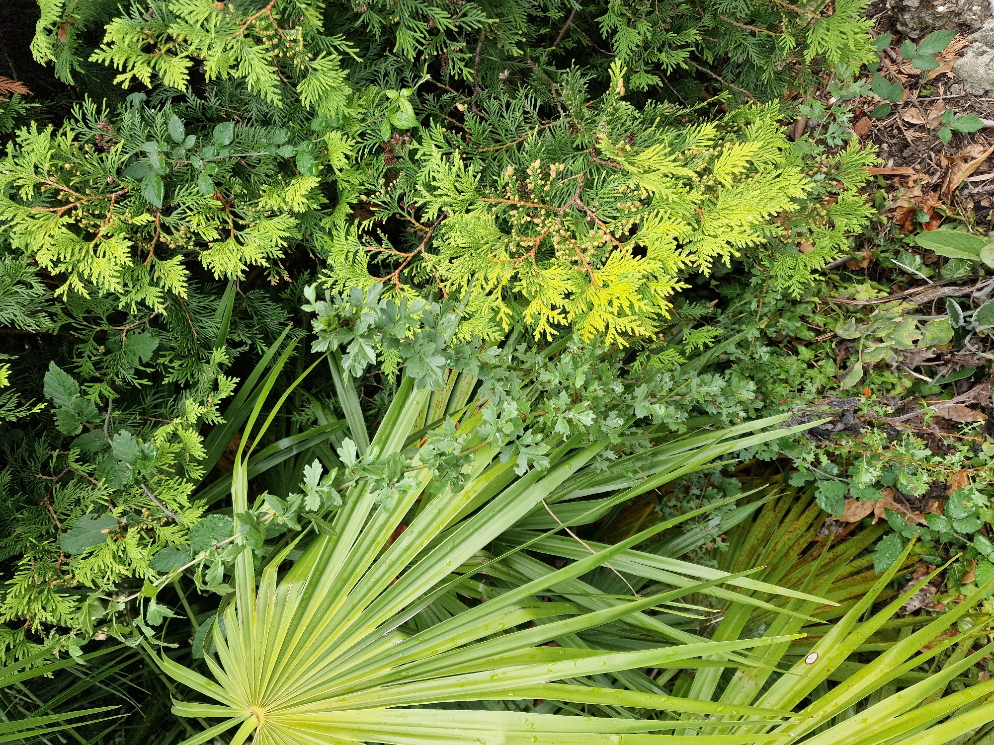 This is a close-up, overhead, vertical, full-frame shot of lush green foliage. On the left, a large fan palm leaf, predominantly lime green with streaks of yellow, occupies the left third of the image. The leaf is wet, with visible water droplets. Its long, thin segments fan out from a central point. To the right of the palm leaf, a variety of other plants are visible. In the center and right of the image, there are dense branches of evergreen conifer trees, appearing as a darker green against the palm. Some of these conifer branches have lighter, almost chartreuse tips and are dotted with small, round, brown seed cones. Interspersed between the palm and the conifers are smaller, leafy green plants with delicate, lobed leaves, also appearing wet. The ground beneath the foliage is a mix of dark soil, fallen leaves, and some stones. The scene suggests a garden or natural area, likely experiencing damp weather due to the presence of water droplets on the leaves. The specific location in Canterbury, United Kingdom, cannot be determined from the visual information alone.