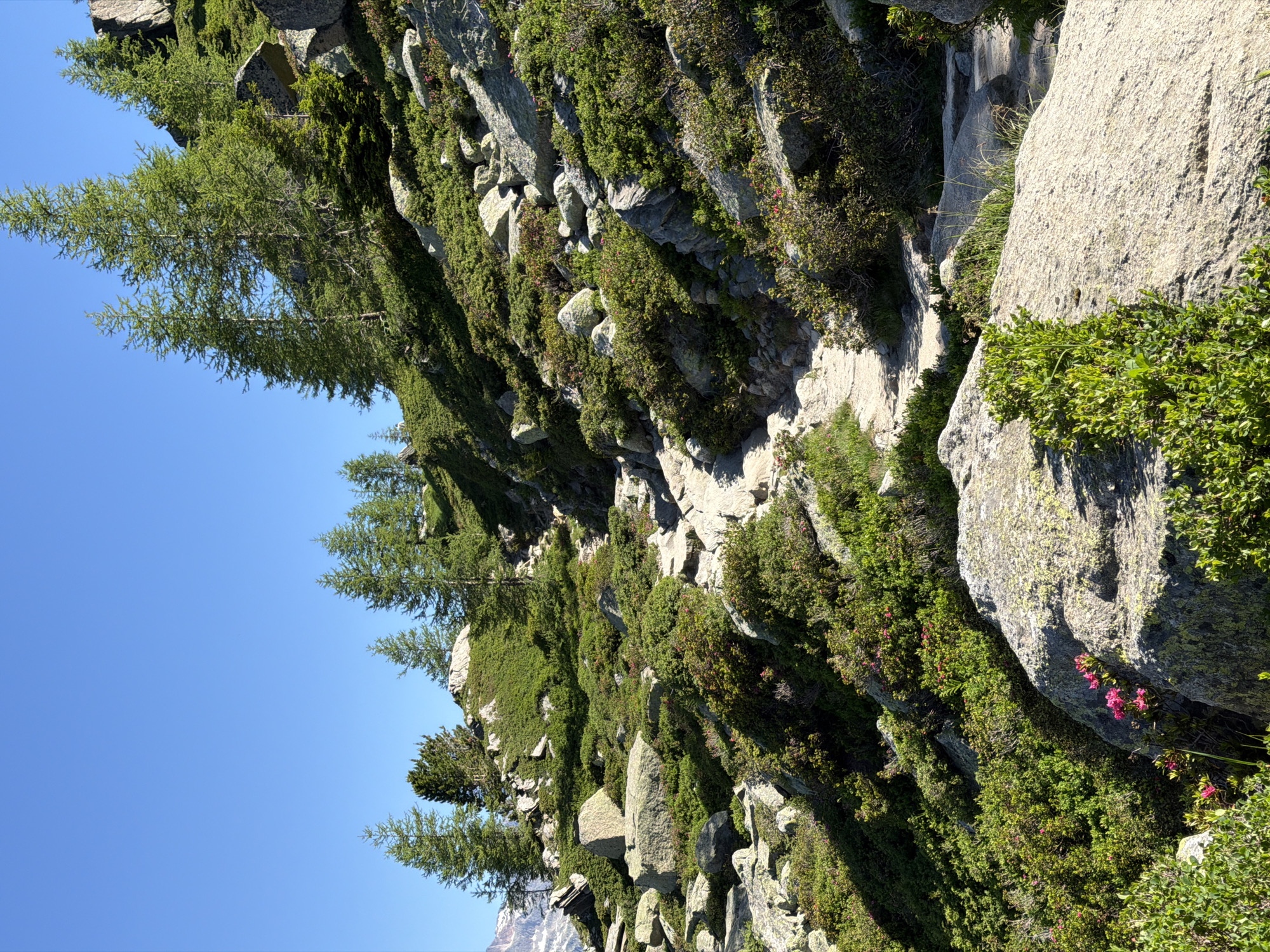 This is a photograph of a rocky mountain slope in Chamonix-Mont-Blanc, France, under a clear blue sky. A narrow, winding dirt path ascends the slope, passing through patches of low-lying green shrubs and scattered large grey rocks. Several coniferous trees are visible on the upper slopes and along the ridge line. The foreground features large rocks and more of the green vegetation. There are a few small pink flowers blooming amidst the foliage in the lower left and middle sections of the image. No people or animals are present.