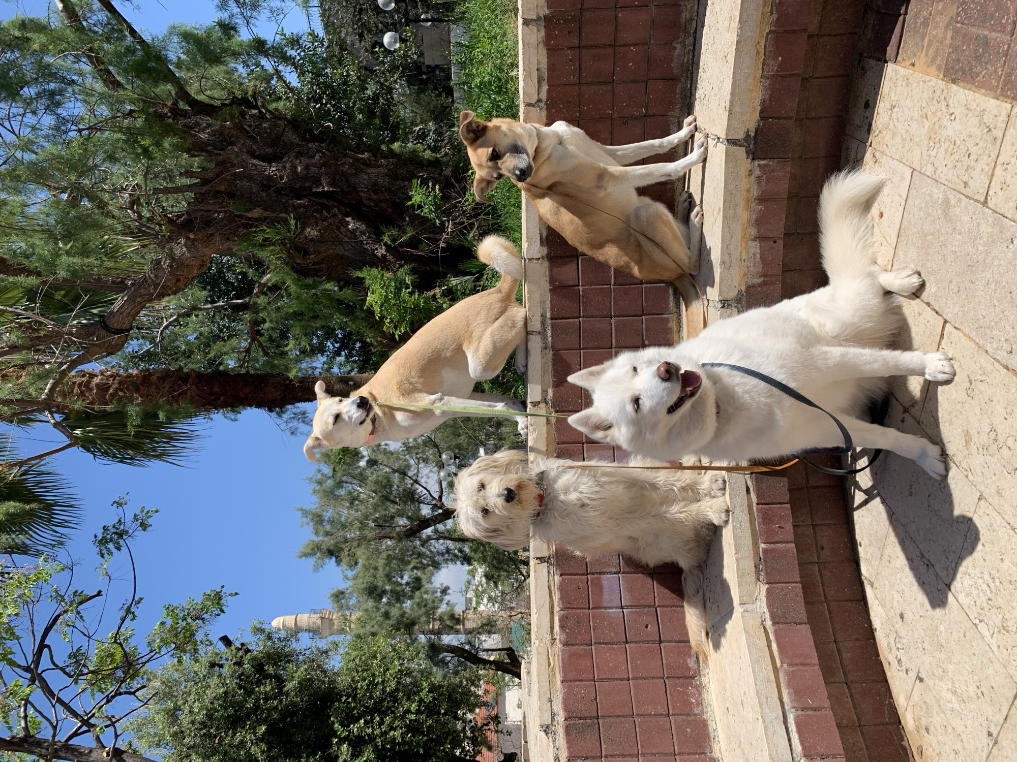 The image shows four dogs on a leash standing on steps in a park. One dog is small and white, two are medium-sized and tan, and one is large and white. The dogs are positioned vertically up the steps in descending order of size. The background includes trees, a blue sky, and a building identified as being in Tel-Aviv, Israel. The scene is outdoors on a sunny day.