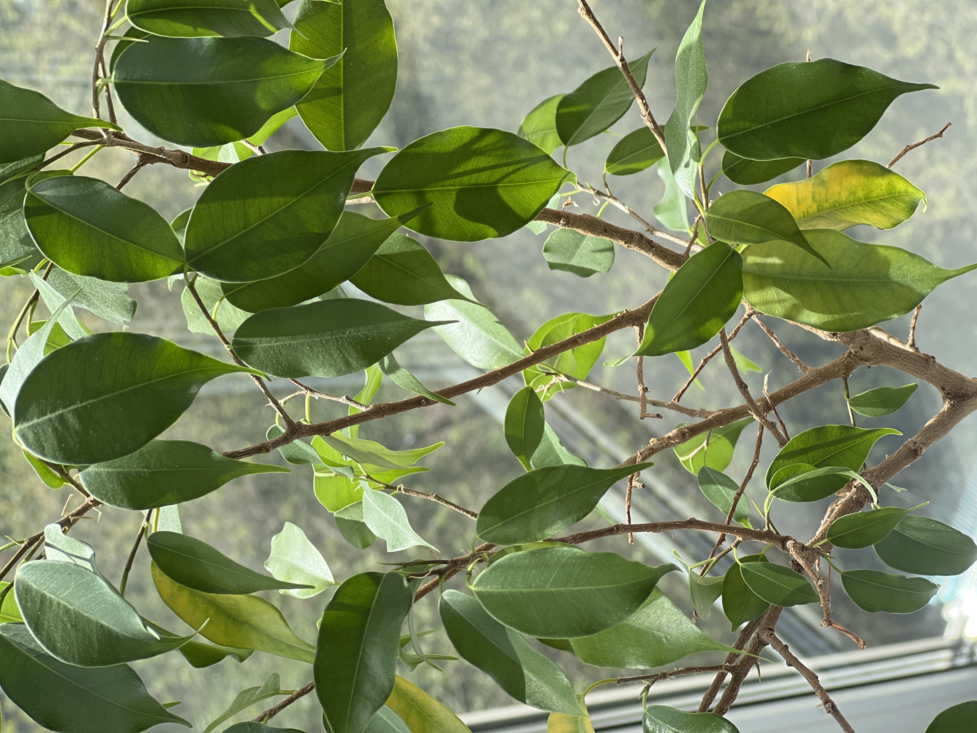 The image shows the close-up of a ficus benjamina plant. The leaves are mostly green, with some yellowing, and the branches are brown. The background is blurred, appearing to be a window with a light-colored cityscape visible through it. The image does not explicitly indicate the location is Vologda, Russia, nor any people, actions or interactions.