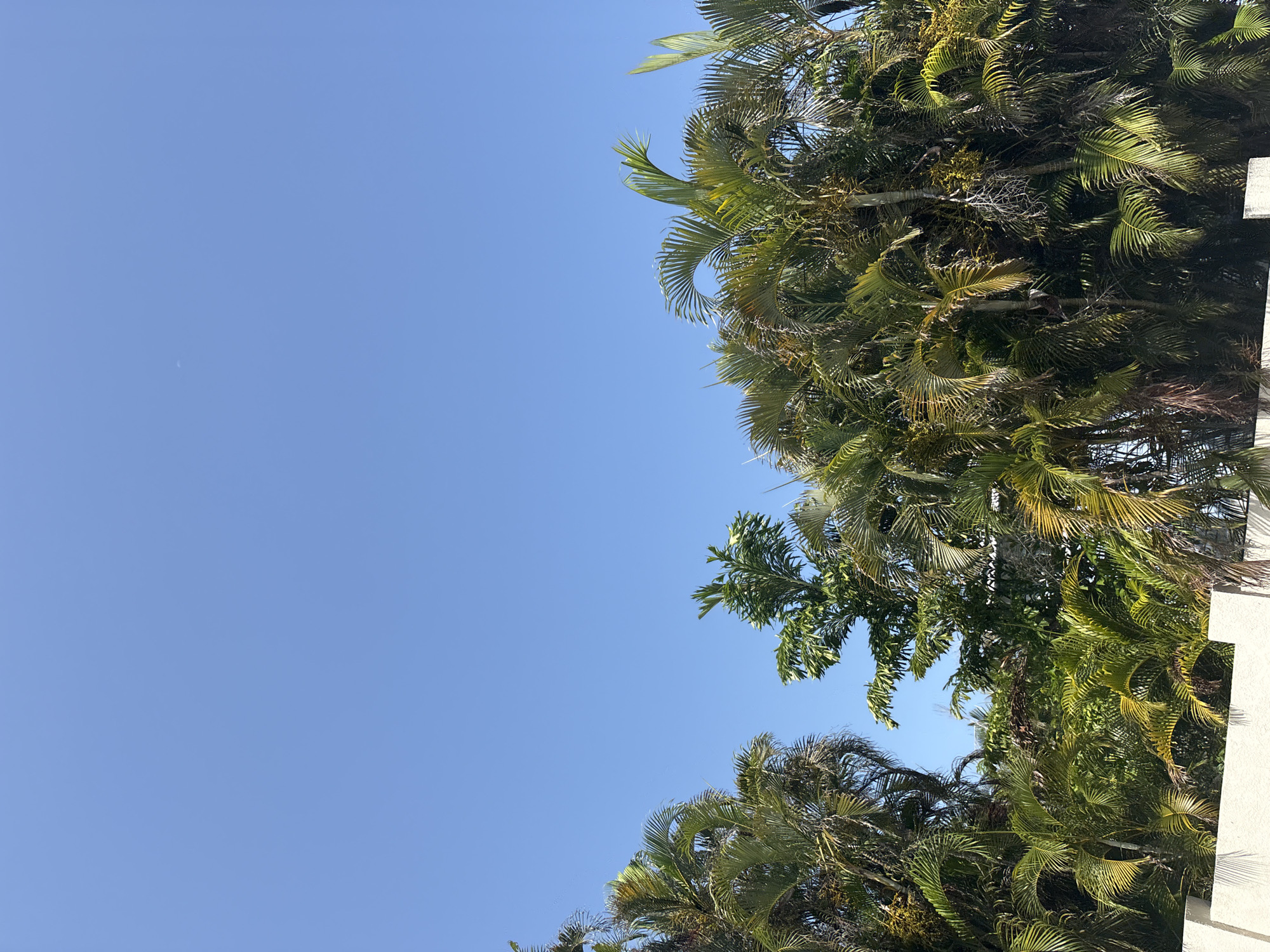 The image captures a clear blue sky above a dense canopy of palm trees and other tropical foliage. The foliage is lush and varied in color, ranging from deep green to yellowish-green, with some dry, brown fronds interspersed. The palm fronds are feathery and fanned out, creating a layered effect. In the foreground, a section of a light-colored concrete wall runs horizontally across the bottom of the image, suggesting a boundary or structure. The lighting indicates it is daytime, with the sun high in the sky. The scene is suggestive of a tropical or subtropical climate. The location is Holmes Beach, United States of America.