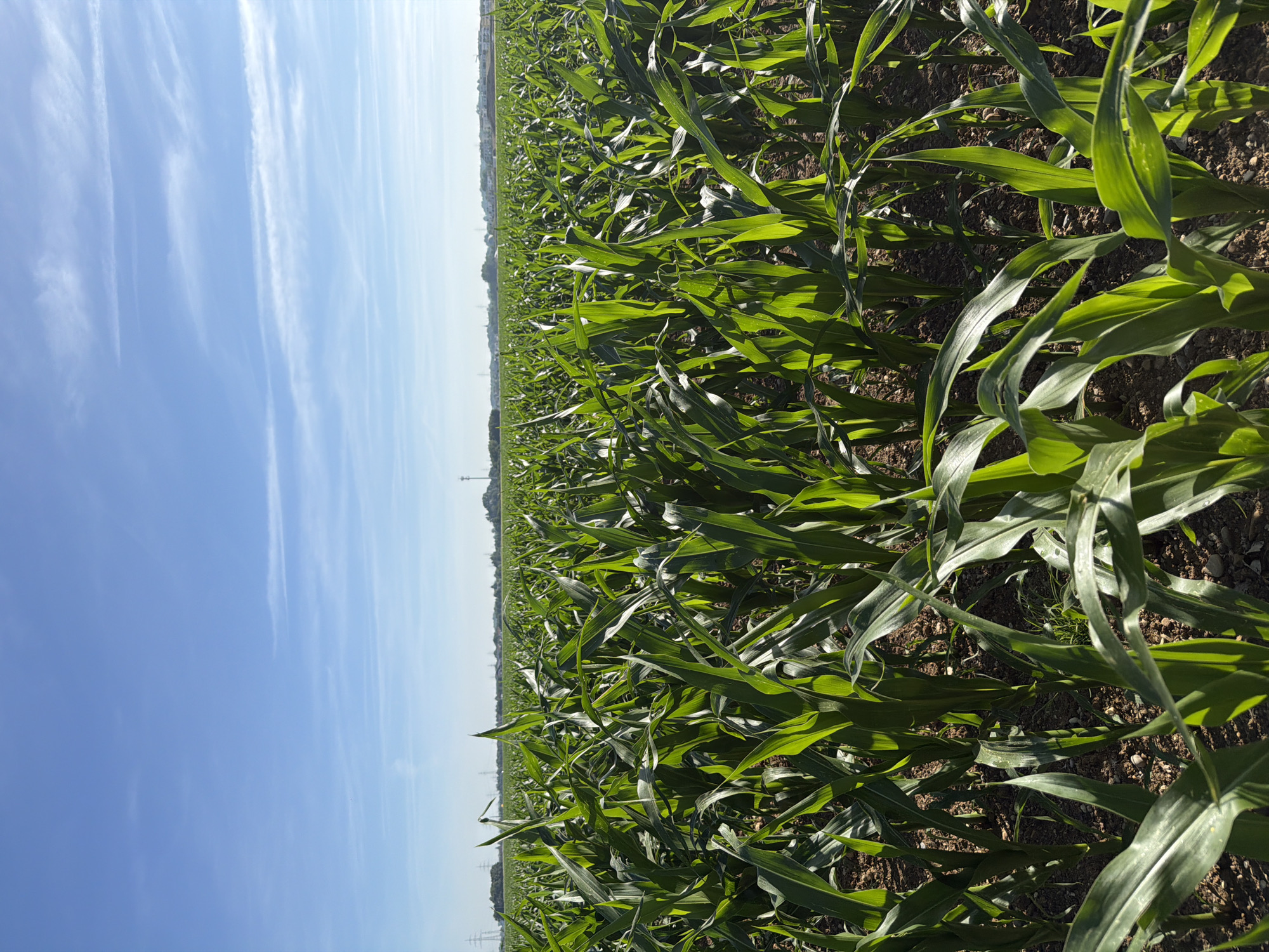 A low-angle, full shot captures a lush cornfield under a bright blue sky with wispy clouds. The cornstalks, tall and vibrant green, fill the foreground and extend towards the horizon, creating a dense wall of foliage. The ground is visible between the stalks, showing dark soil interspersed with small stones. In the far distance, a hazy line of trees and buildings, along with power lines and towers, suggests the presence of a town or city, likely the outskirts of Poing, Germany, given the context. The lighting indicates it's daytime, with sunlight illuminating the leaves and casting subtle shadows. There are no people or animals visible in the image.