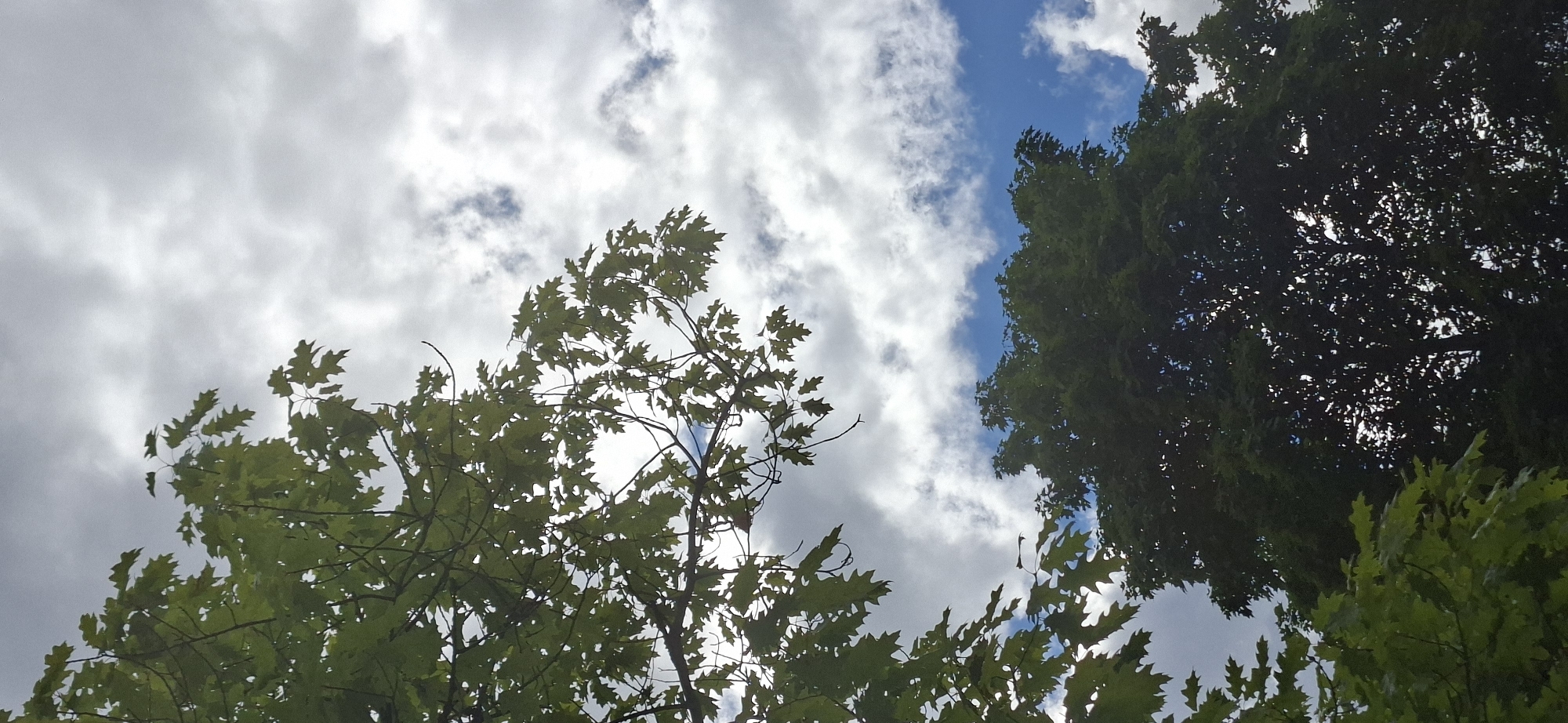 The image depicts a view of trees and sky. In the foreground and left side of the frame, there are branches of a tree with green leaves, some of which are silhouetted against the sky. The leaves appear to be lobed, possibly from an oak tree. In the background, there is a larger, darker mass of foliage from another tree, which is mostly in shadow, revealing a dappled pattern of light and dark. The sky is filled with a mix of white and grey clouds, with patches of blue visible. The scene is shot from a low angle, looking upwards. The location is identified as the city of Lahti, Finland.