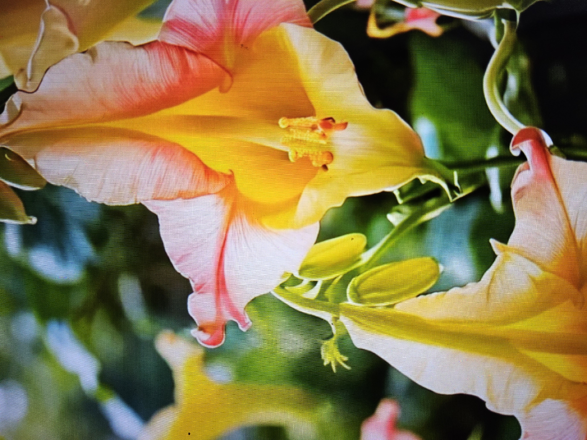 The image is a close-up, slightly blurry, and pixelated photograph of vibrant orange and yellow flowers with delicate pink edges. The flowers appear to be trumpet-shaped and are clustered together with green foliage in the background. The lighting is bright, highlighting the translucent quality of the petals. There is no discernible information in the image to suggest a specific location in Payagaboh, Indonesia, or any people or actions.