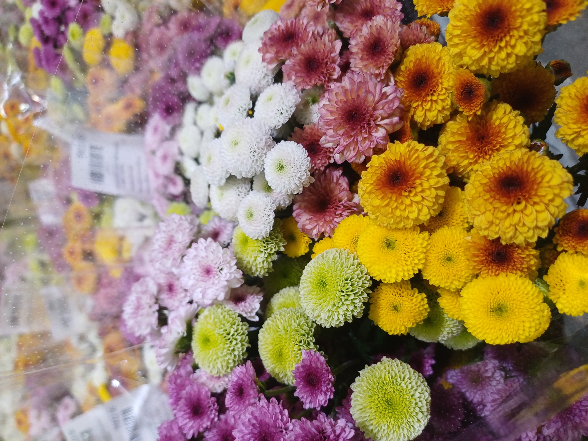 The image displays a close-up, vertical view of a bouquet of vibrant chrysanthemums, predominantly in shades of yellow, purple, pink, and white. The flowers are tightly packed, suggesting they are part of a larger floral arrangement or display. Many of the flowers have a pom-pom like structure with numerous petals. Some of the flowers are wrapped in clear plastic, which is slightly wrinkled and shows small water droplets on its surface, indicating a humid environment or recent misting. A white label with a barcode is visible on the plastic wrap in the upper left quadrant of the image, suggesting the flowers are commercially packaged, likely for sale. The background is a soft blur of more flowers and the general ambiance suggests a flower market, florist shop, or a similar retail setting. The lighting is diffused, creating a gentle illumination of the flowers. There are no people visible in the image, and no specific landmarks or environmental features are discernible that would allow for precise localization within Kuala Lumpur, Malaysia. The scene is static, with no action taking place other than the inherent stillness of cut flowers.