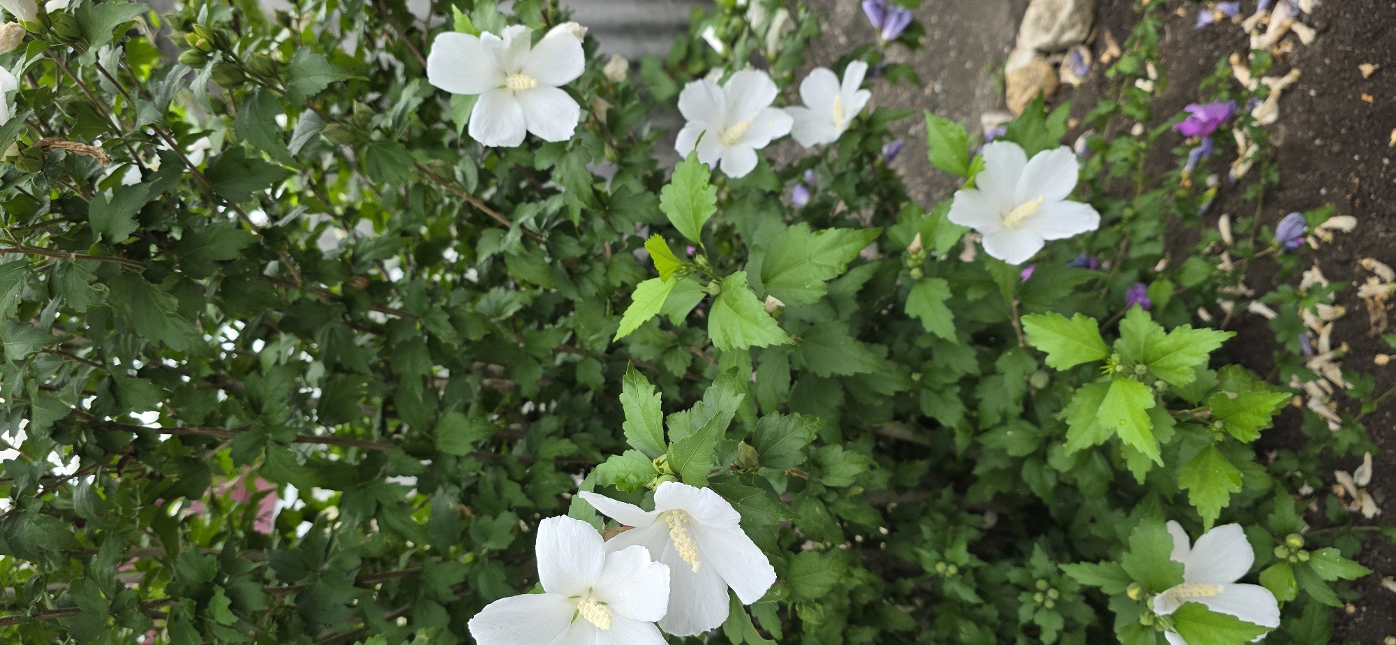 This is a vertical, medium-shot, eye-level photograph of a blooming bush of white hibiscus flowers. The bush is densely covered in dark green leaves and some buds. Several white hibiscus flowers are in bloom, with their petals unfurled and prominent yellow stamens. Some smaller, purple flowers are visible at the base of the bush, scattered on the ground. The ground beneath the bush appears to be a mixture of dark soil, small rocks, and fallen leaves or petals. The background is a blurred expanse of the green foliage of the bush, with a hint of a gray, possibly concrete, structure to the right. The scene appears to be outdoors, in a garden or park setting. There are no people or animals visible in the image. The lighting suggests it is daytime, with overcast or soft lighting conditions, as there are no harsh shadows.