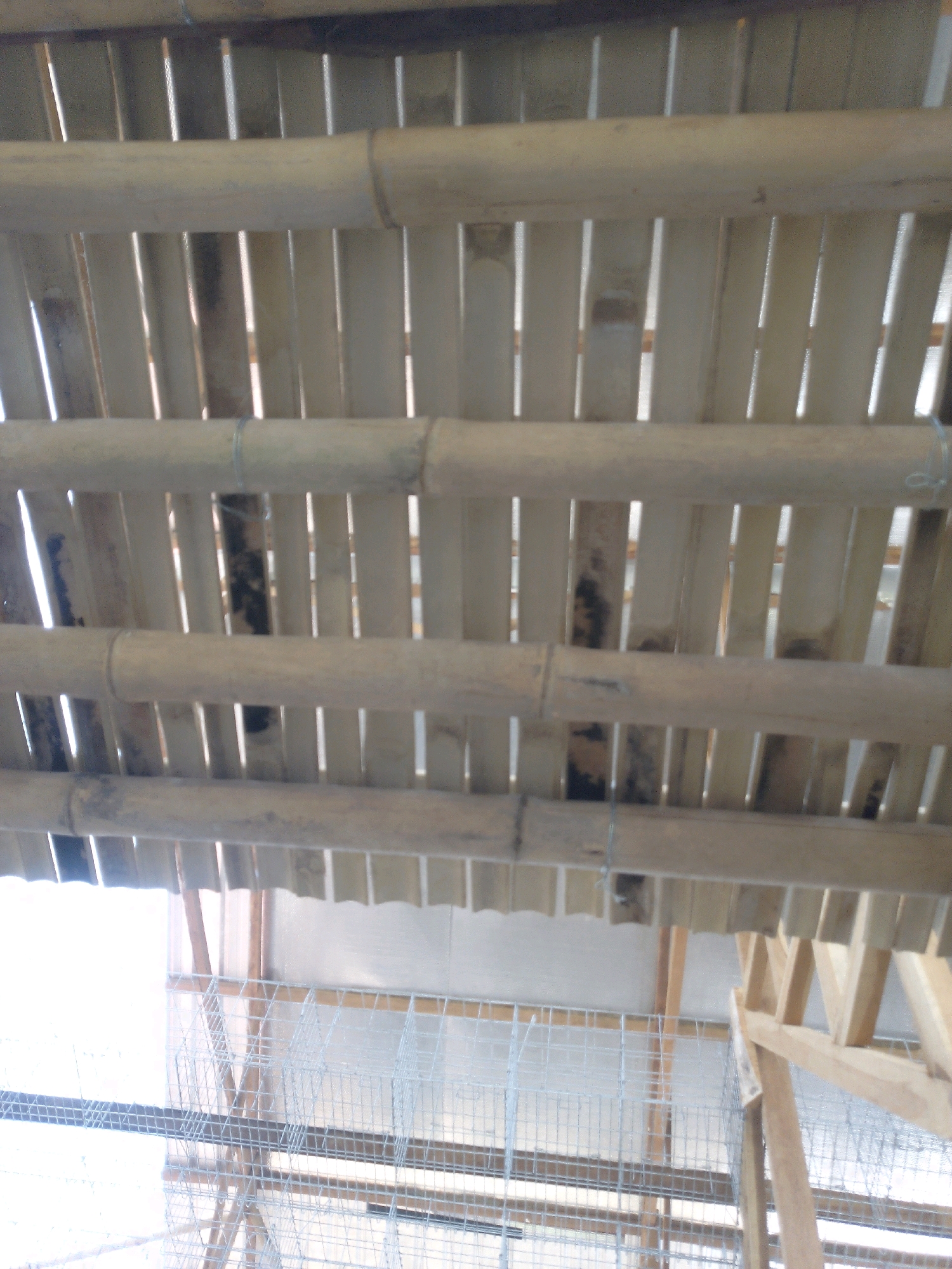 This is a low-angle, full-shot photograph taken from within a structure, looking upwards towards the roof and outwards towards the foreground where a wire mesh cage is visible. The roof appears to be constructed from bamboo poles and split bamboo slats, possibly as a cover for an animal enclosure or a simple shelter. Four horizontal bamboo poles are prominently featured, running across the frame, with split bamboo slats arranged vertically between them. Some of the slats are darker, suggesting age or staining.
In the foreground, a wire mesh cage is visible, constructed with a metal frame and wire mesh. This cage appears to be part of a larger enclosure or structure, as other wooden support beams are visible behind it, extending upwards and to the right. The background beyond the cage is bright, possibly indicating an open area or an opening in the structure. The overall impression is one of a rustic, possibly agricultural or animal husbandry setting, in Rembun, Indonesia.