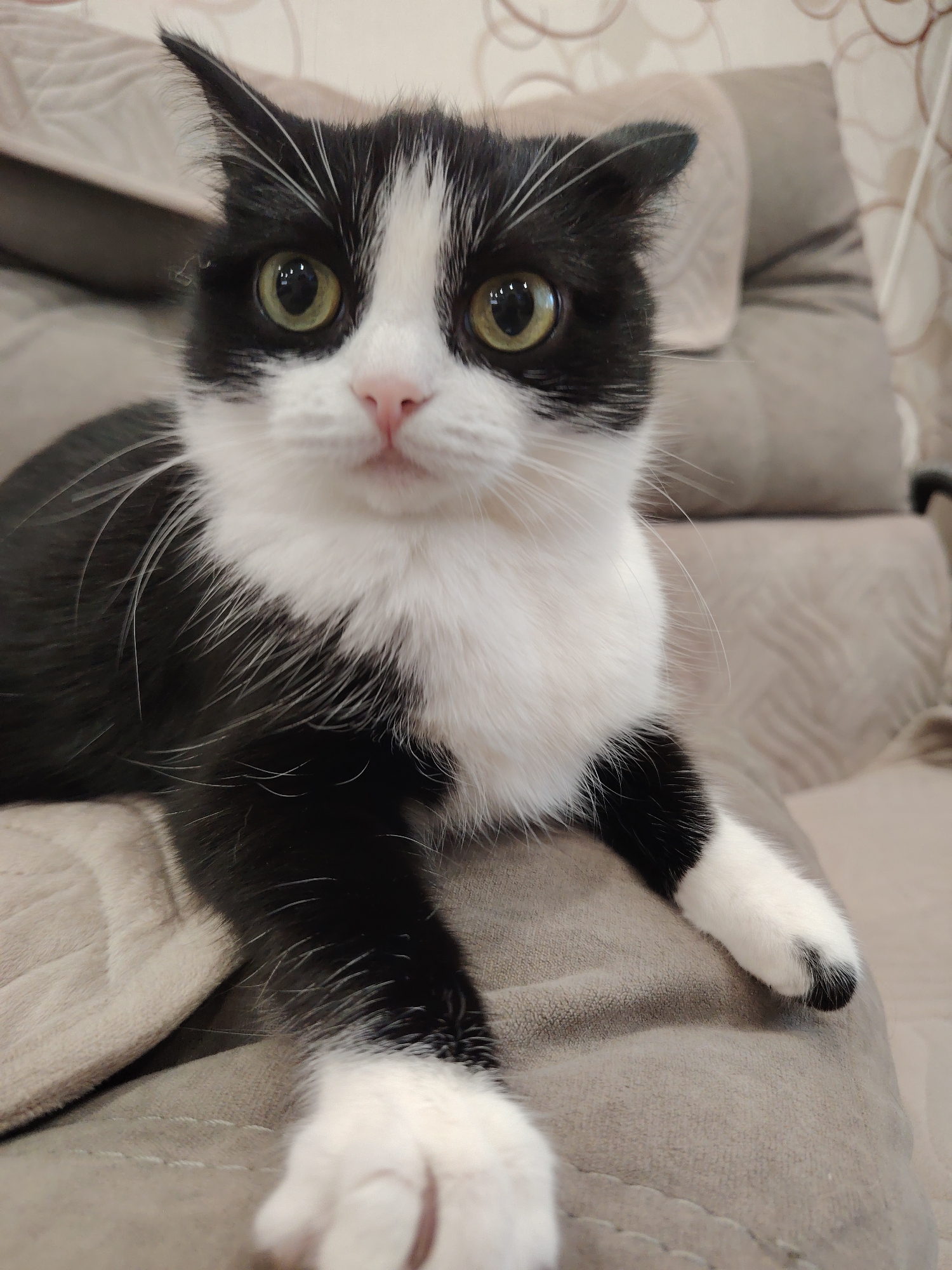 A black and white cat with green eyes is lying on a grey couch. The cat is facing the camera and has its front paws extended forward. The background is blurred, but it appears to be an indoor setting with a patterned curtain.