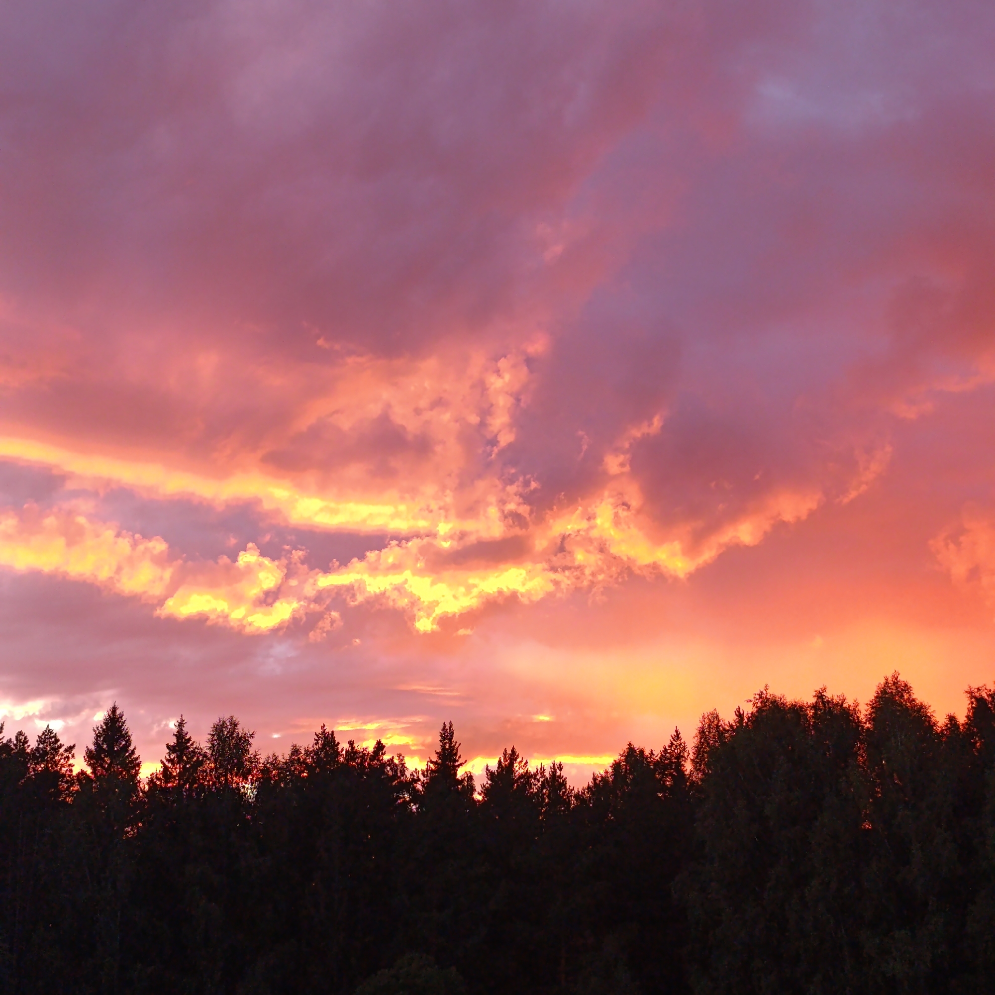 This is a photograph of a sunset over a forest, captured from an elevated position looking towards the horizon. The sky is filled with dramatic clouds, colored in shades of deep purple, vibrant pink, and bright yellow. The lower portion of the image is dominated by the dark silhouettes of a dense forest, with the tops of various trees, including coniferous and deciduous varieties, forming a jagged line against the colorful sky. The lighting suggests it is either dusk or dawn. The scene is set in or near the city of Марковский, Russia. There are no people or visible signs of human activity other than the implied presence of the observer.