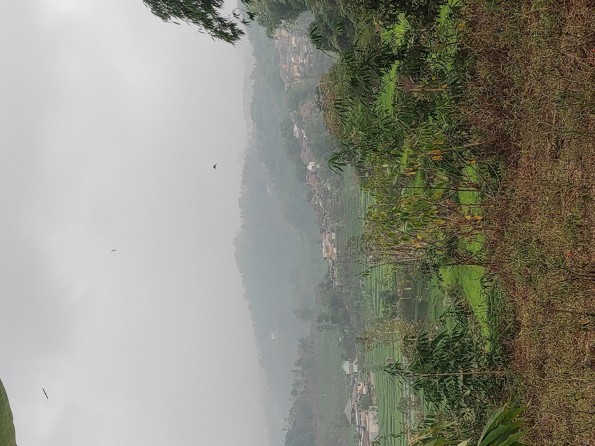 The image depicts a rural landscape, likely a hillside village in Sumedang, Indonesia, characterized by terraced rice paddies, scattered houses with red-tiled roofs, and lush green vegetation. The overall atmosphere is hazy and overcast, with a sense of depth created by the layering of hills and the misty quality of the air.
In the foreground, dense foliage, including bamboo and dry brush, partially obscures the view. As the scene recedes, the terraced rice fields are visible, showcasing vibrant green rows. Beyond the fields, a cluster of houses and buildings are nestled into the hillside, with some structures more prominent than others. The background is dominated by rolling hills, shrouded in mist, giving the impression of a vast, expansive landscape.
There are three birds visible in the sky. One is in the upper left quadrant, appearing to be a hawk or similar raptor. Another bird is located in the upper middle portion of the sky, also silhouetted against the overcast background. The third bird is in the upper right quadrant, appearing smaller and possibly in flight.
The scene suggests a quiet, rural community, possibly engaged in agriculture, given the prevalence of rice paddies. The cloudy sky and mist contribute to a serene, almost tranquil mood, while the presence of birds adds a touch of natural life to the scene.