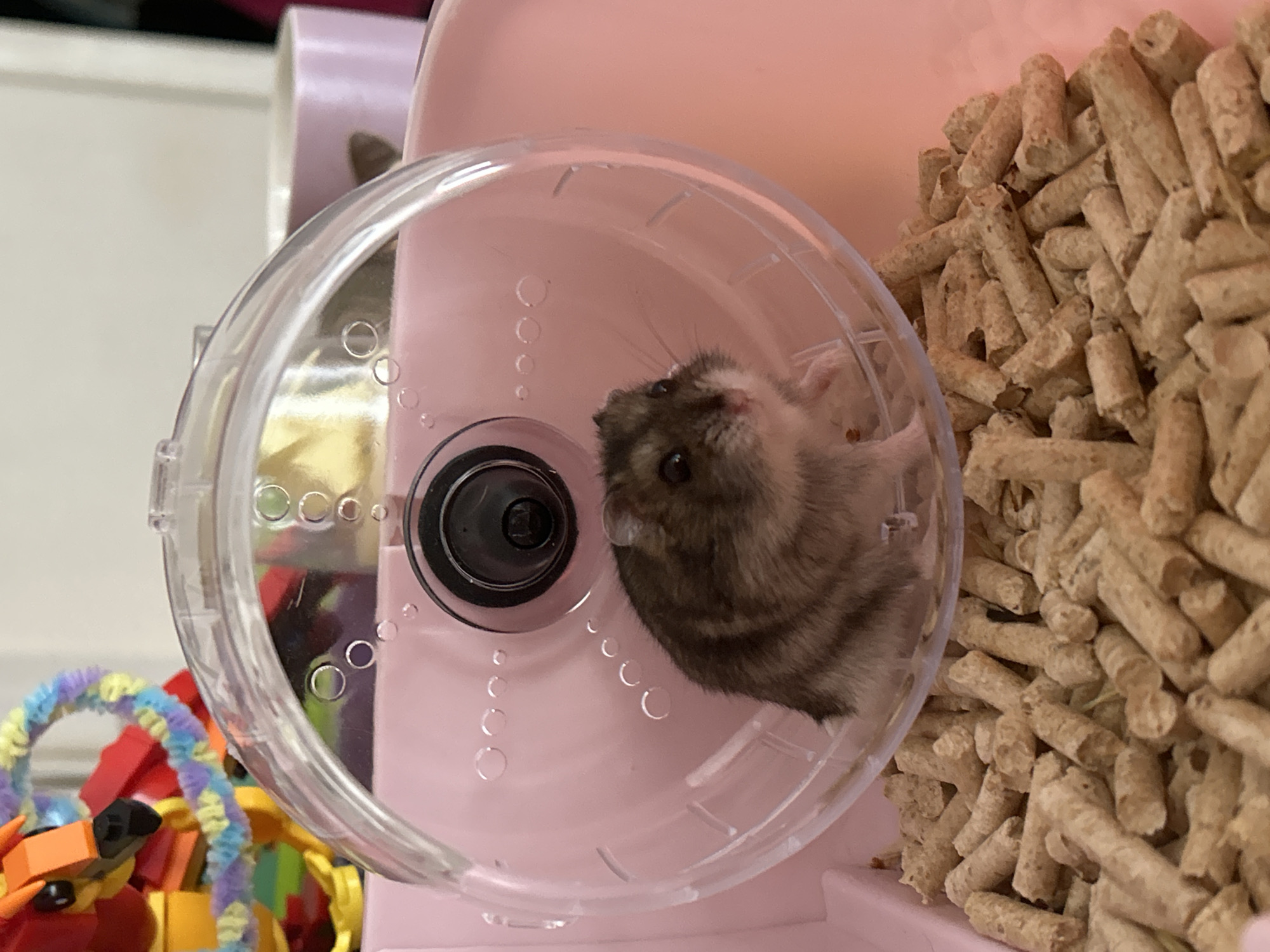 A hamster, with gray and white fur, is inside a clear plastic hamster wheel. The wheel is mounted on a pink structure and next to a pile of light brown wooden bedding. A child's toy, constructed of multi-colored plastic, is visible in the background. The location is not discernible and therefore cannot be determined to be in the city of Фоки, Russia.