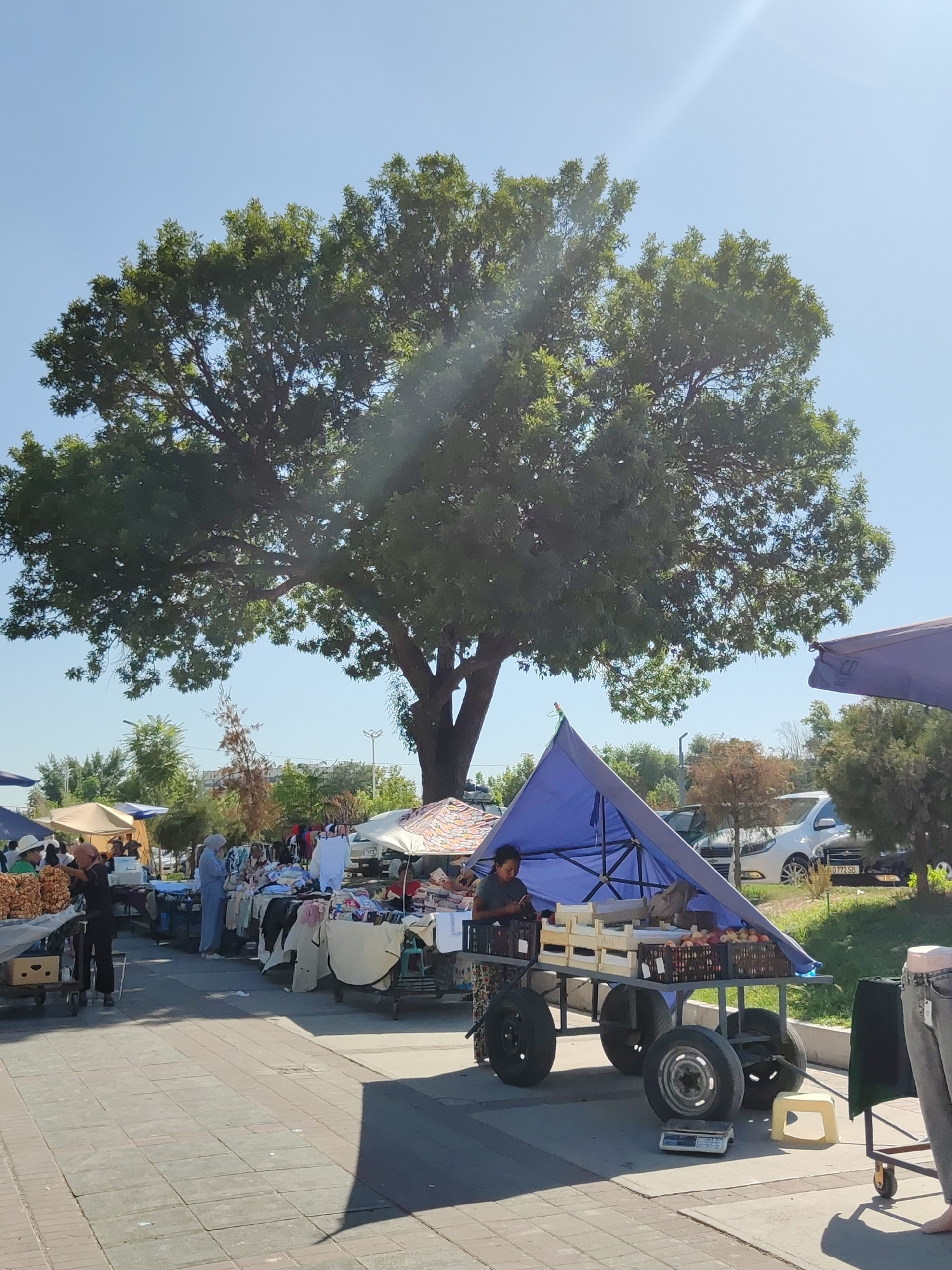 The image depicts an outdoor market scene, likely a farmers' market, in Tashkent, Uzbekistan. A very large tree with a sprawling canopy dominates the upper portion of the frame, casting a partial shadow. In the foreground, stalls are set up with various goods, including produce in crates and clothing. Several people are present, browsing or tending to the stalls. One person is visible near a cart laden with fruit, appearing to be interacting with their phone. Another person in a dark outfit stands beside a stall displaying what appears to be dried food items. A blue canopy covers a cart with crates of apples and other produce. The ground is paved with rectangular tiles. In the background, cars are parked and a few buildings are visible, suggesting an urban setting. The sky is clear and blue, with bright sunlight indicating a warm day.