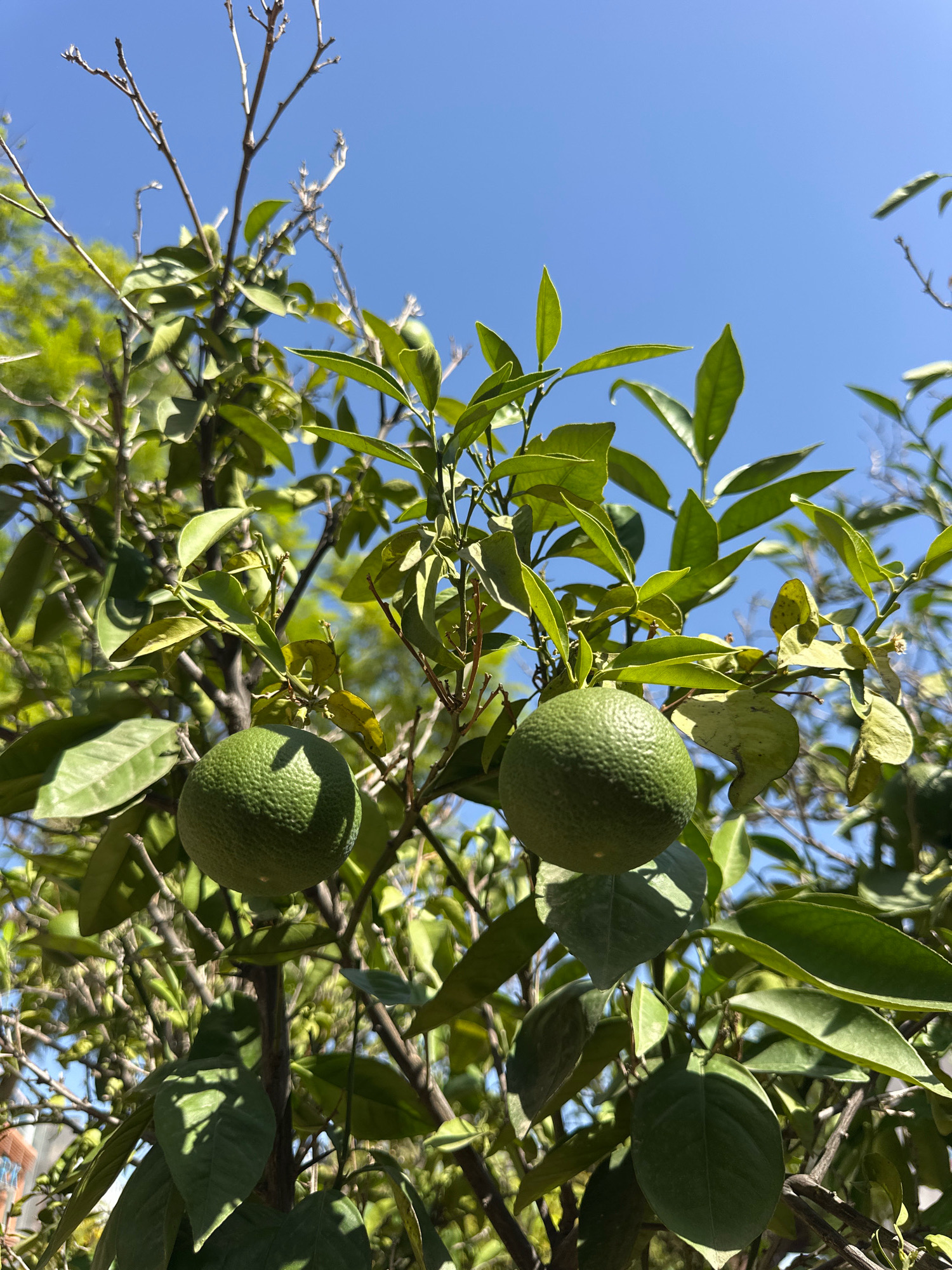 This image captures a close-up view of a citrus tree, likely an orange or lemon tree, bearing two unripe green fruits against a clear blue sky. The leaves are a vibrant green, with some branches showing bare twigs. The texture of the fruit is visible, appearing slightly bumpy. The setting is outdoors, with sunlight illuminating the scene. The image appears to have been taken in Seville, Spain, where citrus trees are a common sight, contributing to the city's characteristic aesthetic and aromatic atmosphere, particularly in its numerous courtyards and public spaces.