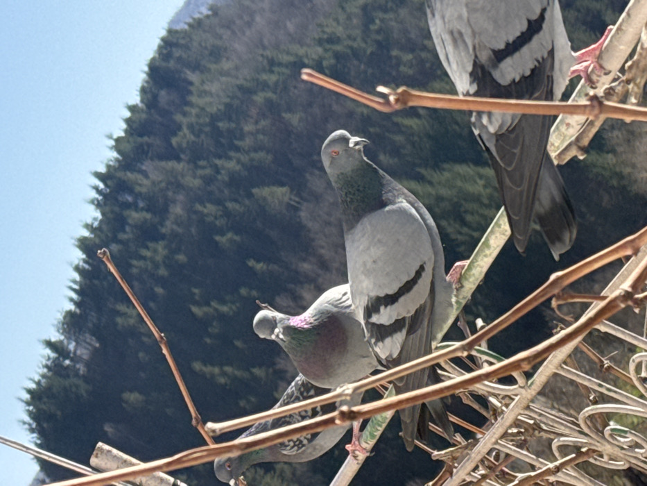The location is Bukovo, Bulgaria. Five common rock doves (Columba livia domestica) are present, perched upon a decorative metal railing and intertwined bare woody vines, which dominate the image foreground. A pigeon in the mid-left exhibits grey plumage with iridescent green and purple neck feathers, oriented left. A central pigeon, grey with black wing bars and reddish eyes, faces right. Two pigeons are visible to the right, partially obscured by foreground elements. A fifth pigeon is largely out of frame on the far left. A thin green horizontal element serves as a perch for some birds. The background consists of a steep hillside densely forested with coniferous trees under a clear, light blue sky. Direct sunlight illuminates the scene.