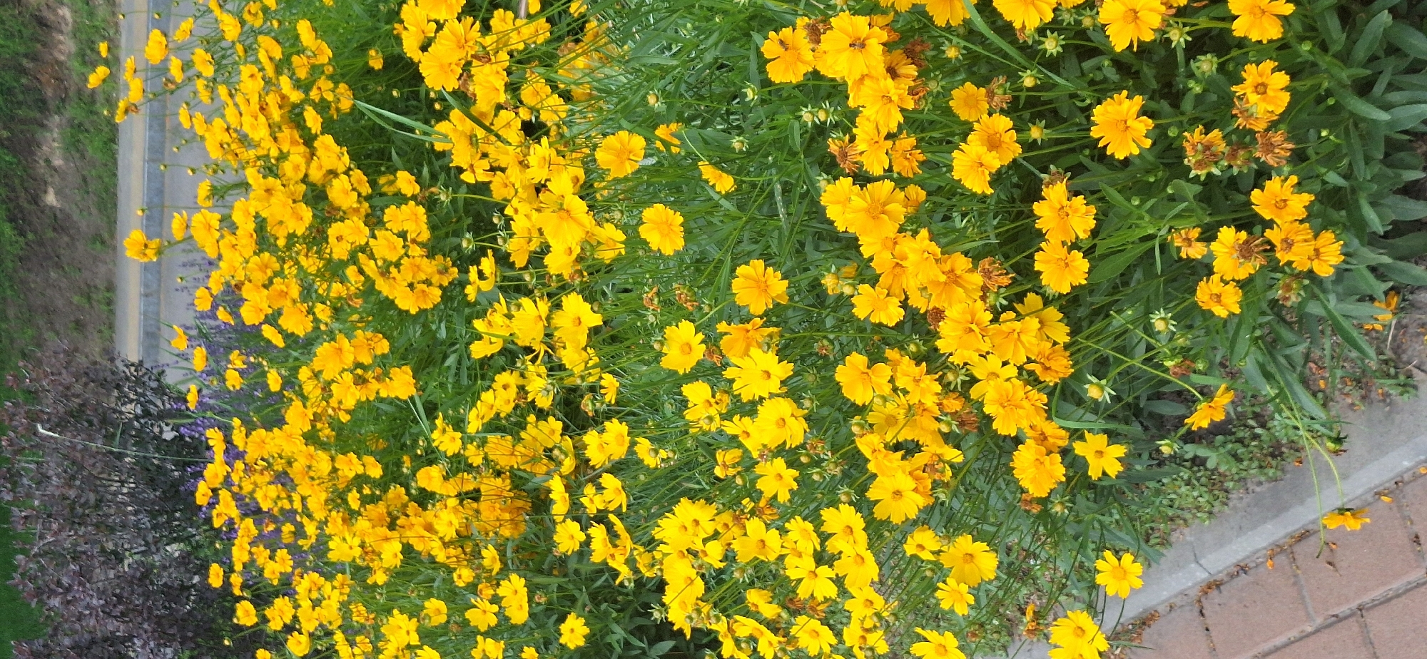 A dense patch of bright yellow flowers, likely Coreopsis, fills the foreground of the image. The flowers are varied in bloom stage, with some fully open and others still forming buds. Lush green foliage forms a backdrop for the blooms. In the upper left corner, dark purple foliage of a shrub is visible, providing a contrast to the yellow flowers. A paved walkway made of reddish-brown bricks and a grey concrete curb run along the bottom left edge of the frame. The scene appears to be an outdoor planting bed, possibly in a park or garden within the city of Bila Tserkva, Ukraine. No people are present.