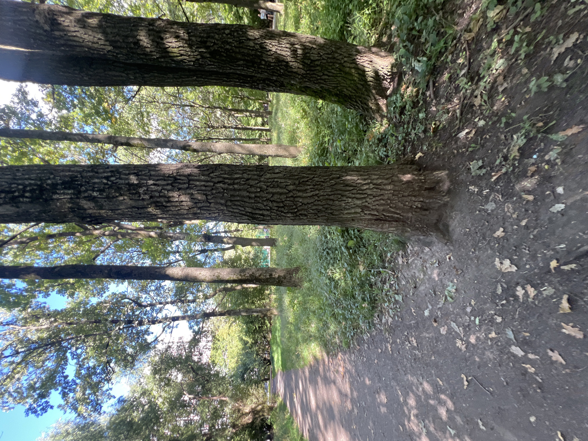 This is a full, eye-level, outdoor shot of a dirt path curving to the left through a park with mature trees. The path, covered in scattered leaves, is in the foreground and leads into the middle ground. The trees, with textured bark, are positioned throughout the scene, with two large tree trunks dominating the right side of the frame. Beyond the trees, there is green grass and foliage, with more trees in the background under a bright blue sky with scattered clouds. The scene appears to be in a park within Moscow, Russia, possibly during late summer or early autumn given the fallen leaves. There are two people in the background on the right, walking away from the camera. The lighting suggests it is daytime with dappled sunlight.