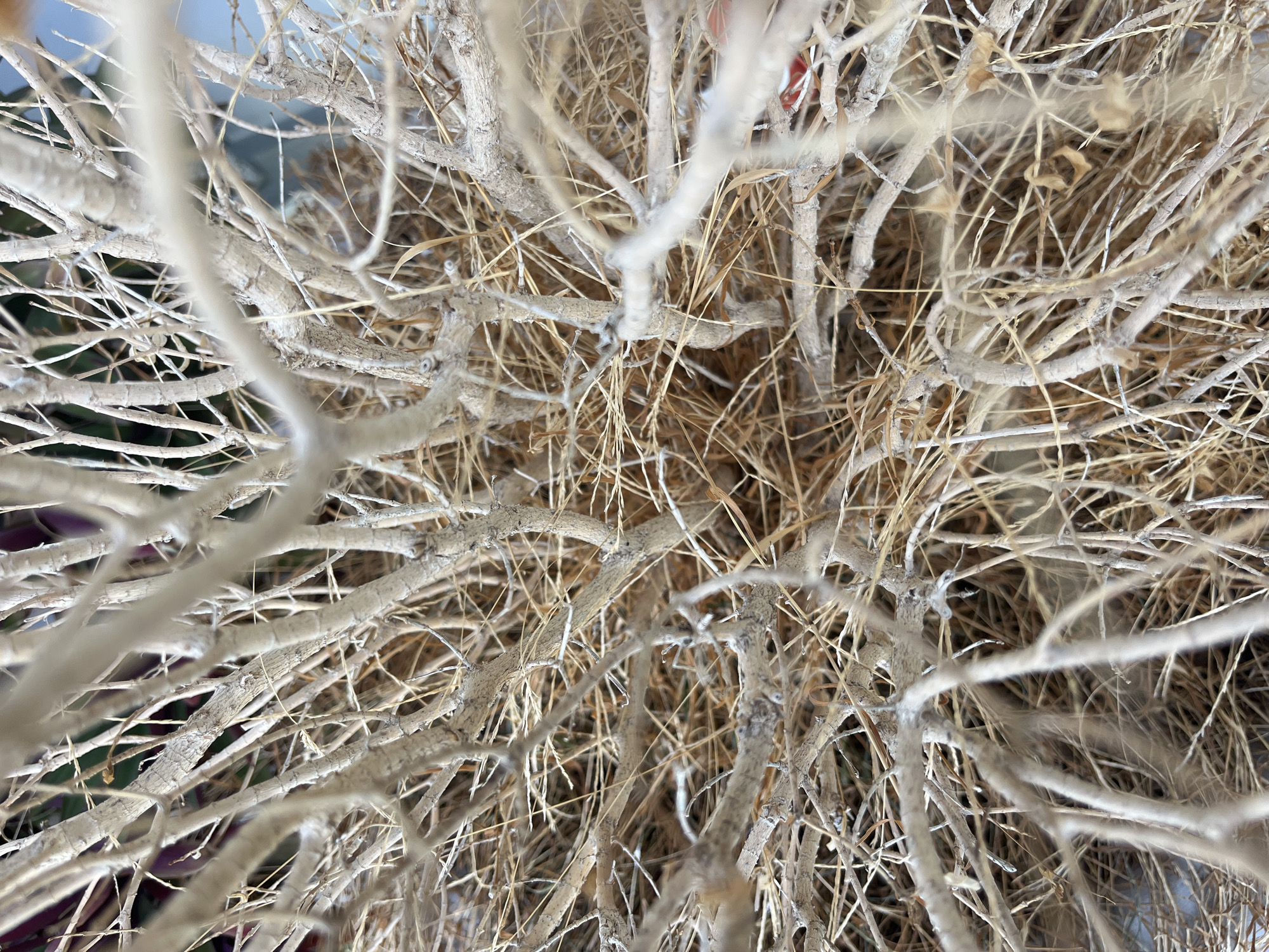 The image shows a close-up, overhead view of a dense mass of dry, pale branches and straw-like material. The branches are intertwined and appear to be from a plant that has died or is dormant. The texture is rough and woody, with many smaller twigs and some spiky protrusions. The background is out of focus, showing hints of greenery and possibly a blue surface. There are no people, animals, or discernible actions taking place. The scene appears to be indoors or in a sheltered outdoor area, given the soft, diffused lighting and lack of strong shadows. There is no specific information to indicate its location in Nha Trang, Vietnam.