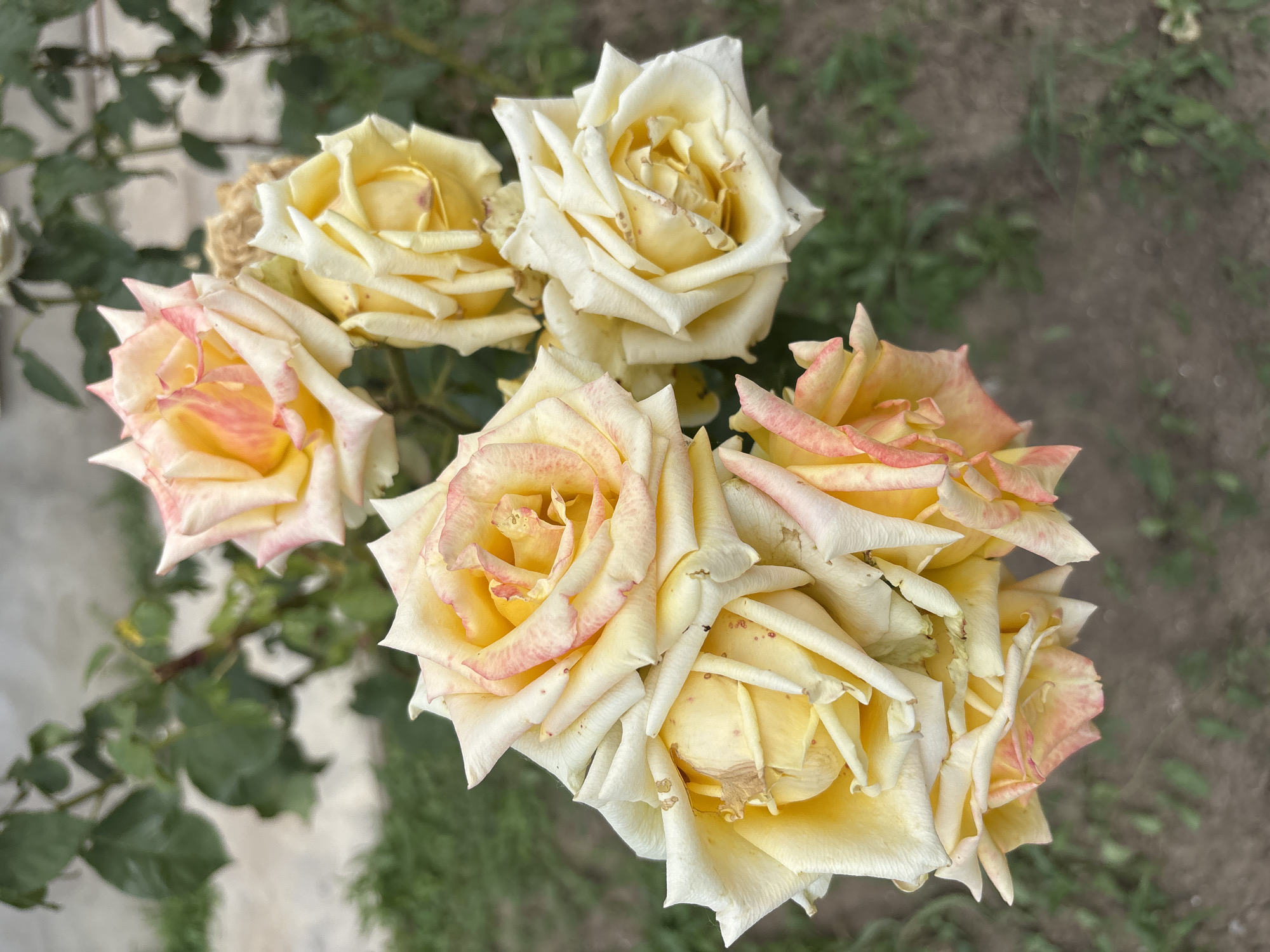 A close-up, vertical, eye-level shot captures a cluster of pale yellow roses with delicate pink edges. The roses are in bloom, with some petals unfurling to reveal their centers. They are attached to a green, leafy stem. The background is softly blurred, showing patches of green grass and a hint of a light-colored wall or structure. The ground beneath the roses appears to be a mix of dirt and sparse vegetation. This scene is located in the city of Rastopulovka, Russia. There are no people or animals present in the image.