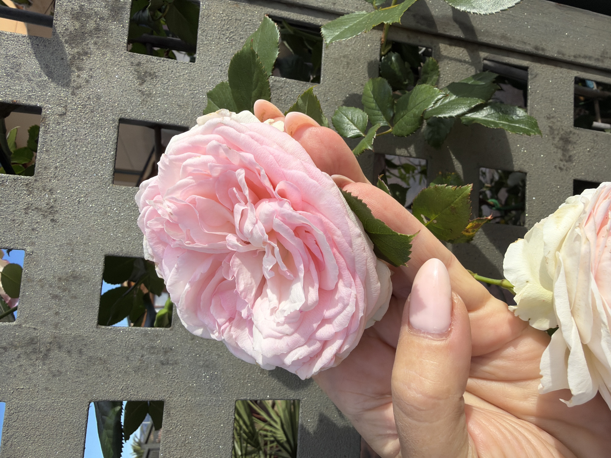 A person's hand holds a pink rose in front of a grey, grid-patterned metal surface. Green leaves are visible amidst the rose and grid. Through the openings in the grid, glimpses of foliage and blue sky suggest an outdoor setting. The nail polish on the hand is a pale pink. The photograph was taken in Mont-roig del Camp, Spain.