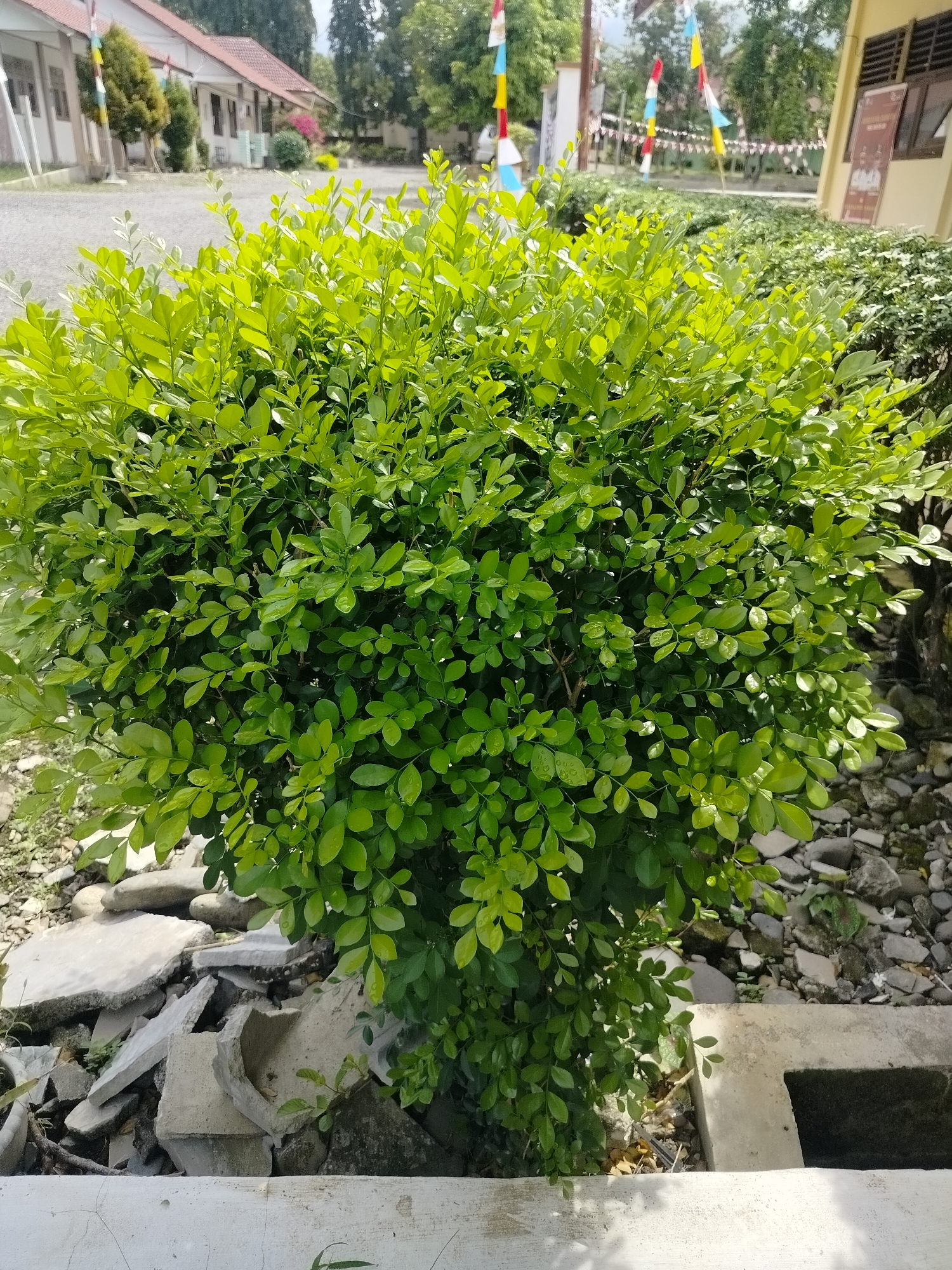 A medium shot captures a dense, green shrub in the foreground, its leaves glistening with water droplets. The shrub is positioned in front of a concrete drainage channel and a pile of broken concrete debris. In the background, a building with a red tile roof and yellow exterior walls is visible, alongside trees and flags decorating the scene. The location is identified as Lawebekung, Indonesia. The image appears to be a static scene, with no discernible actions or interactions taking place. The lighting suggests it is daytime, with sunlight illuminating the shrub and casting shadows.