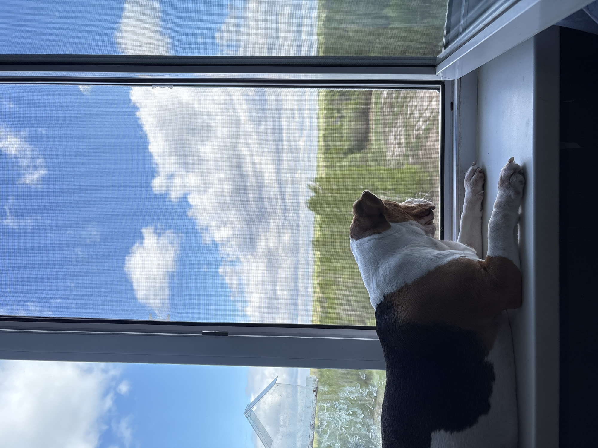 A dog stands on its hind legs, peering out of a window in Марковский, Russia. The window looks out onto a green field under a sky with scattered white clouds. A window screen is present.