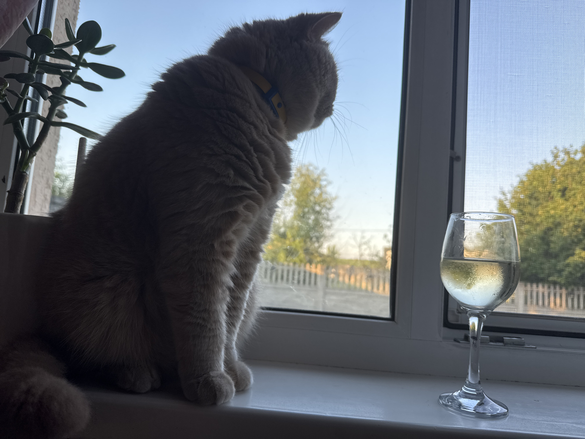 A fluffy, light-colored cat with a yellow collar sits on a windowsill, looking out a window at a backyard scene. The cat is in silhouette, with its back to the camera. To the left of the cat is a potted plant with fleshy green leaves. To the right of the cat is a wine glass filled with a light-colored liquid, likely white wine, with condensation on the outside of the glass.
Through the window, a picket fence can be seen, along with trees and a clear blue sky. The sun appears to be low in the sky, casting long shadows and creating a warm, golden light. This suggests it is either early morning or late afternoon. The overall atmosphere is peaceful and serene.
The image is captured from a medium distance, focusing on the cat and the wine glass. The setting appears to be a residential area, possibly a home with a garden or backyard. No text is visible in the image.