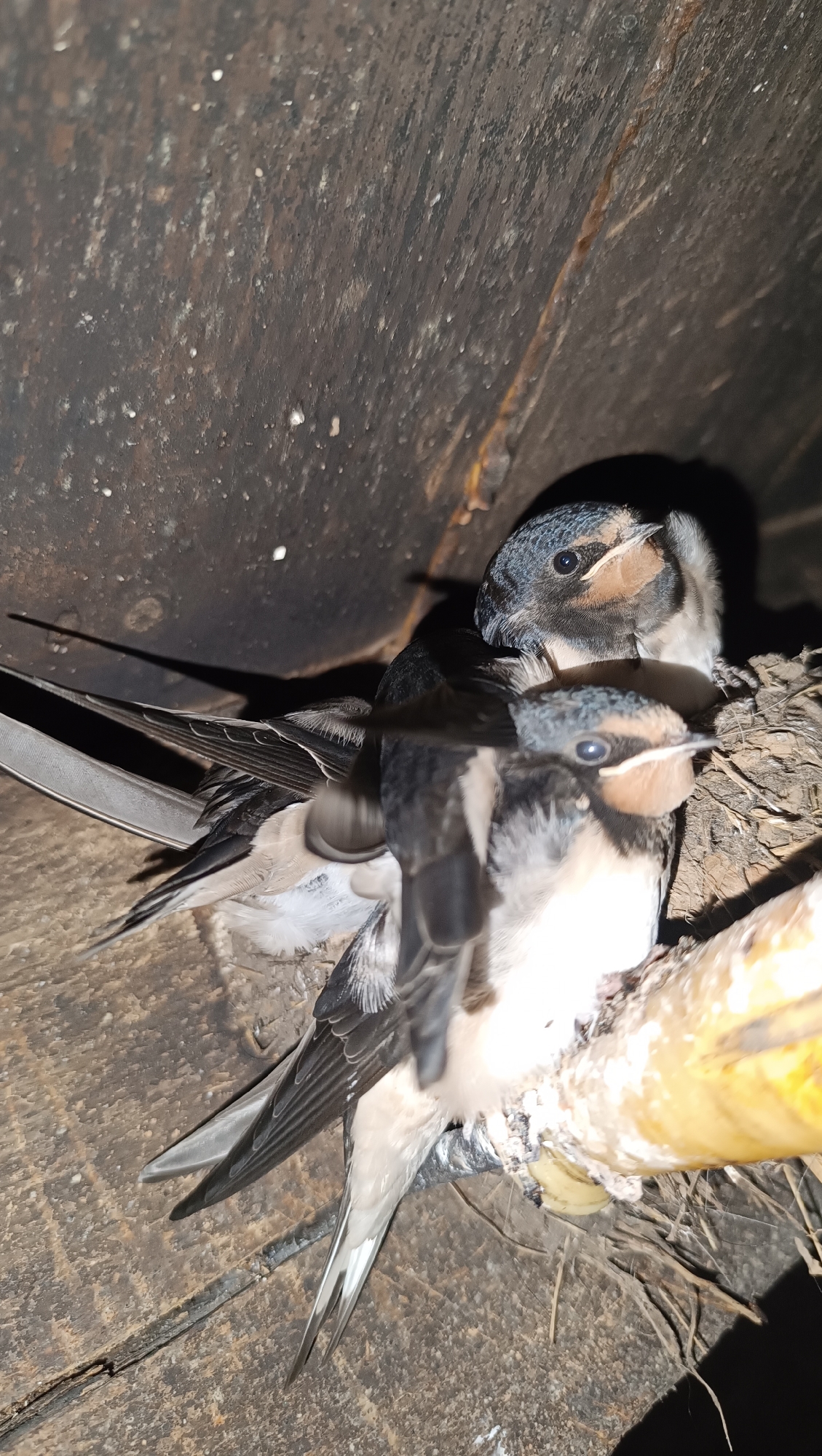 Two young swallows are nestled in a nest constructed from mud and straw. The birds have dark blue-black wings and backs, with white undersides and reddish-brown markings on their throats and heads. Their long, forked tails are visible. The nest is positioned in a dark, enclosed space, possibly under eaves or in a cavity, with textured wooden surfaces forming the background. The lighting is dim, casting shadows and highlighting the birds' features.