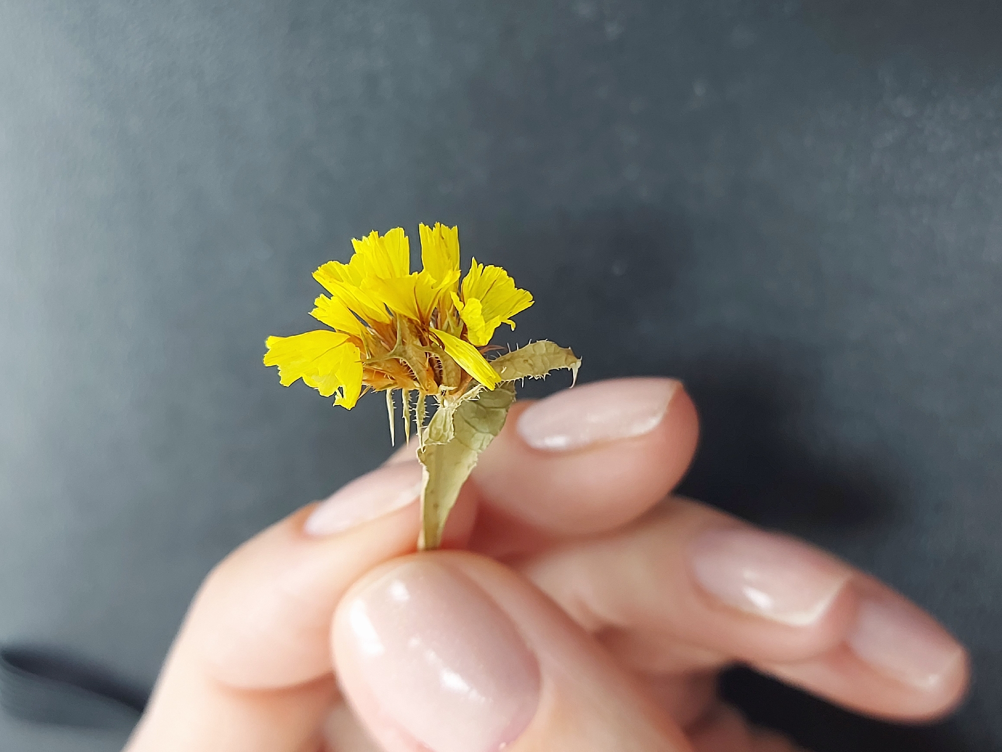 A close-up image captures a human hand gently holding a single, small, dried yellow flower against a plain, dark gray background. The hand, likely female, is positioned on the right side of the frame, with the flower held delicately between the thumb and forefinger. The fingers are well-manicured, featuring a glossy, light pink or nude nail polish.
The flower is a vibrant yellow, appearing to be a dried specimen with a somewhat papery texture to its petals. Its form suggests a composite flower, possibly a type of dandelion or similar daisy-family member, with many small ray florets. The base of the flower shows dried, spiky or hairy structures, giving it a rustic character. The thin stem is held upright, showcasing the flower's natural, preserved beauty.
The background is a uniform, dark gray, offering a stark and uncluttered contrast that accentuates the bright yellow of the flower and the light tones of the hand. The lighting is soft and even, suggesting an indoor setting or a controlled photographic environment. There are no discernible location cues within the image itself, though the context indicates it's from Chaikovsky, Russia. The scene evokes a sense of tenderness and appreciation for nature's details, even in a dried state. No specific time of day or weather conditions are visible, and there is no visible text within the image.