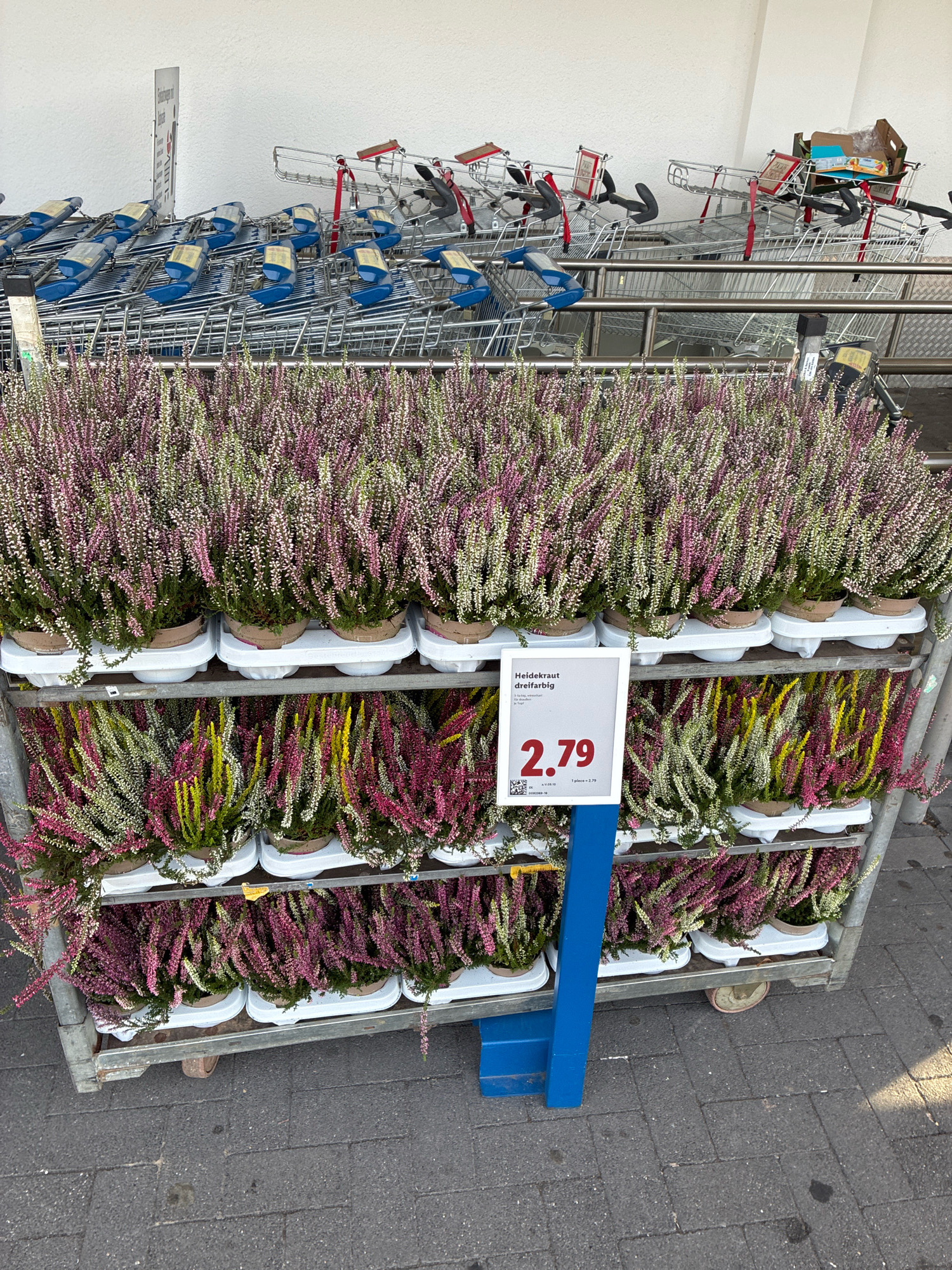 The image shows a display of potted heather plants on a metal cart. The heather plants are of various colors including pink, white, and yellow. A sign in front of the cart displays "Heidekraut dreifarbig" (Tricolor Heather) and a price of "2.79". Behind the cart, a row of shopping carts is visible, some with blue handles. The scene appears to be outdoors, possibly in front of a store. The ground is paved with gray bricks. This image was taken in Radevormwald, Germany.