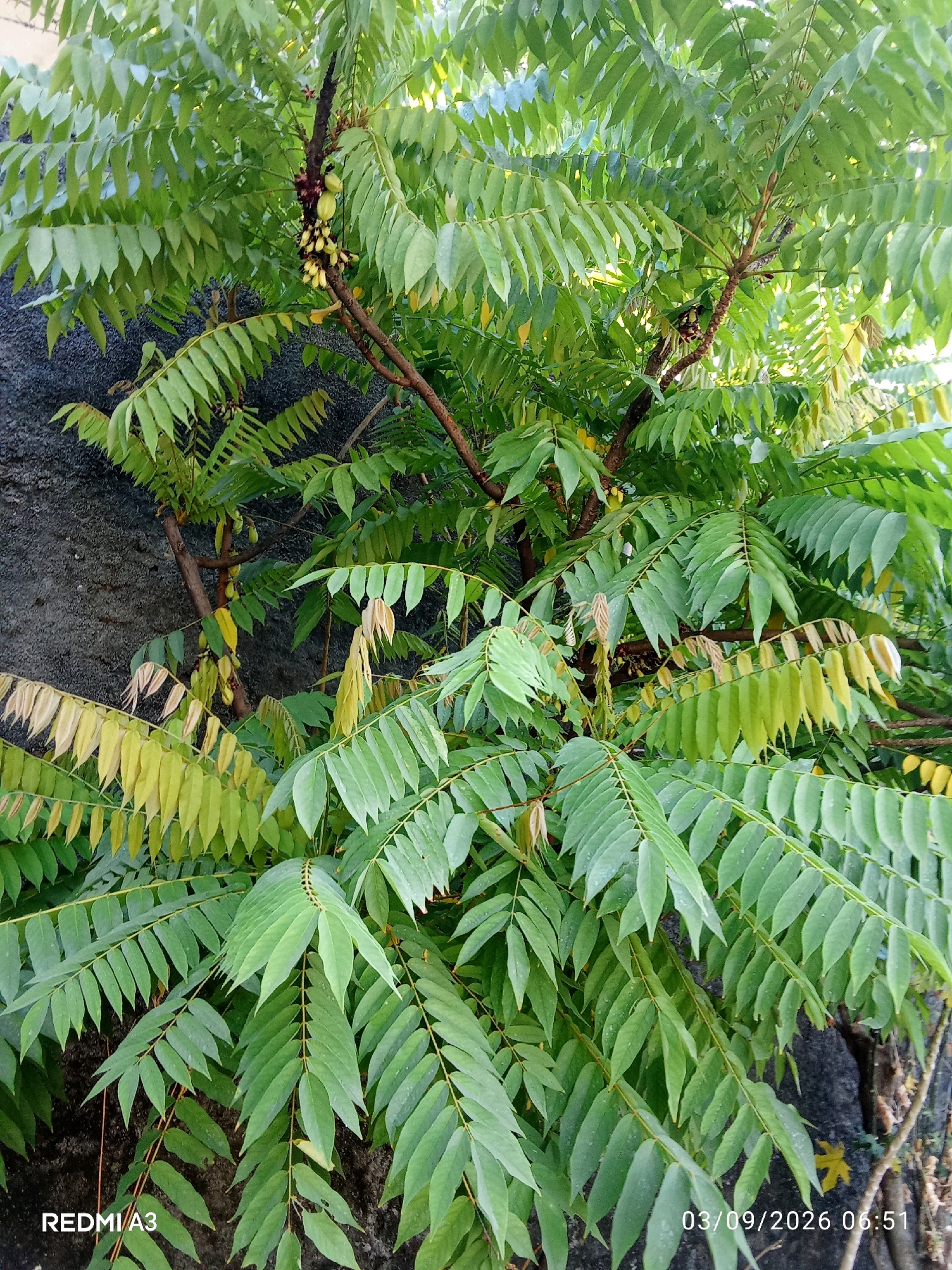 A close-up, vertical shot captures a tree with multiple branches and abundant green leaves, some of which are tinged with yellow, suggesting a possible transition in seasons or nutrient deficiency. A cluster of small, light-green fruits, characteristic of a star gooseberry tree, is visible on one of the branches. The tree is set against a textured, dark gray wall, possibly concrete, on the left side of the frame. The overall scene suggests an outdoor environment, likely a garden or yard. The timestamp "03/09/2026 06:51" and the text "REDMI A3" are overlaid on the image, indicating it was taken with a Redmi A3 phone on September 3, 2026, at 6:51 AM. The location is specified as Cemani, Indonesia.