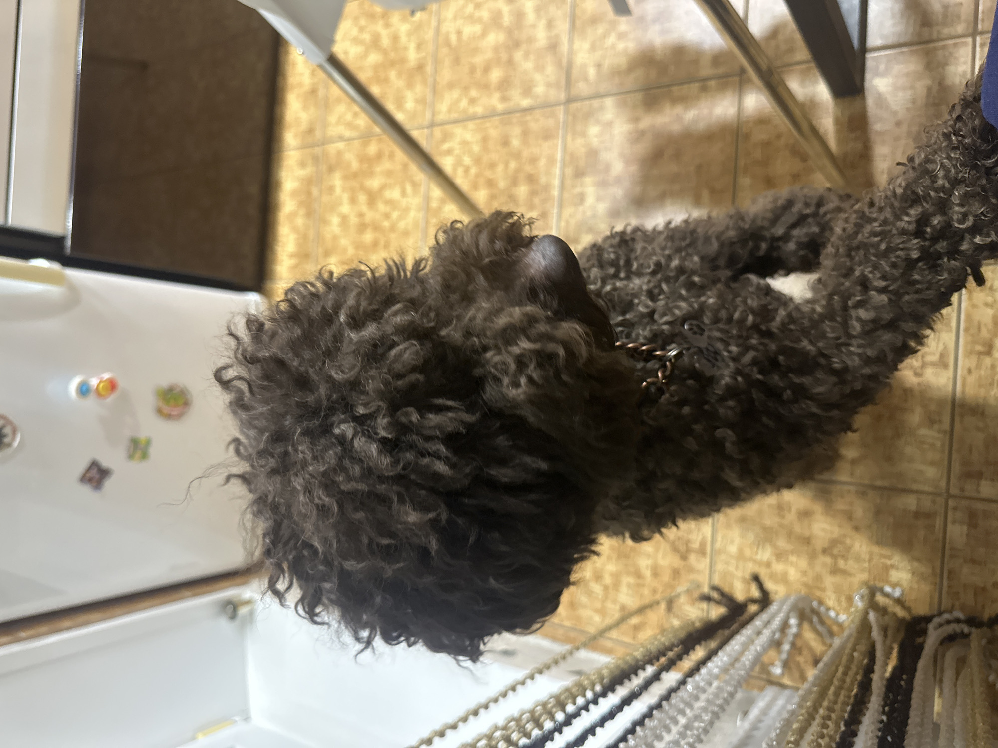 The image shows a medium-sized, dark brown, curly-haired dog standing indoors. The dog is positioned in the center of the frame, facing to the right. Its fur is dense and tightly curled, and it wears a chain collar. The background suggests an indoor setting with tiled flooring. To the left, there are several hanging strands of what appear to be beads or decorative cords. In the upper left quadrant, a section of a white refrigerator with magnets is visible, and a copper pipe runs vertically. To the right, a silver metal leg of a chair or table is present. The lighting is somewhat dim. There are no people visible in the image. The image does not contain any discernible information that would place it in Sayanogorsk, Russia.