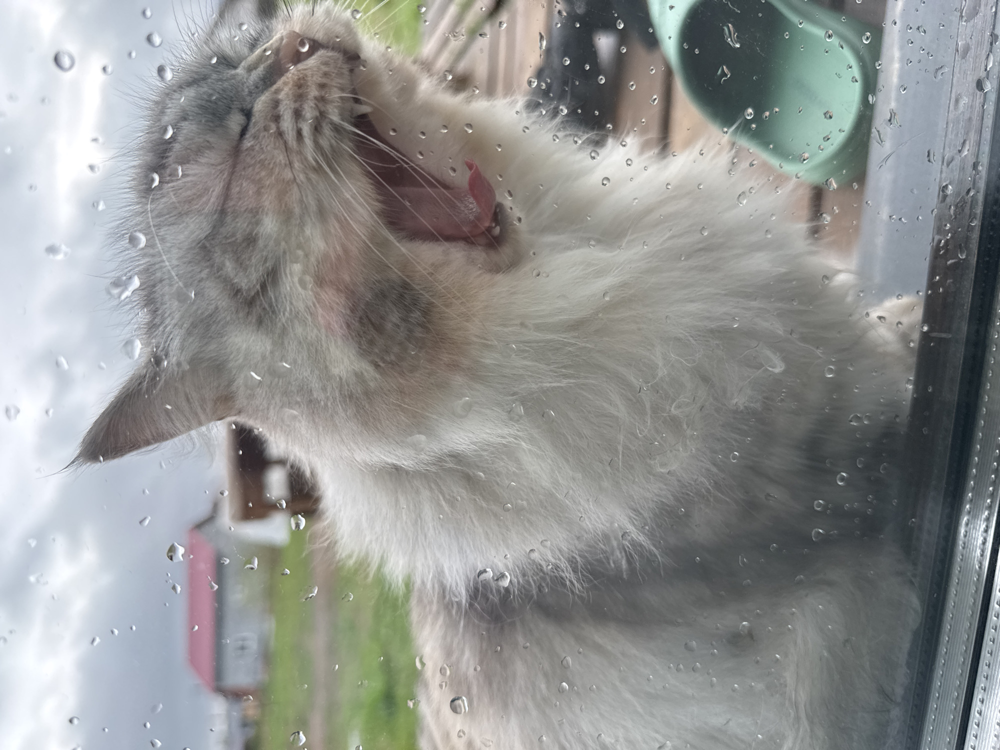 A white and grey cat with its mouth open is pressed against a window covered in raindrops. Through the window, a glimpse of a red-roofed building and green grass can be seen. The location is in Ферма, Russia.