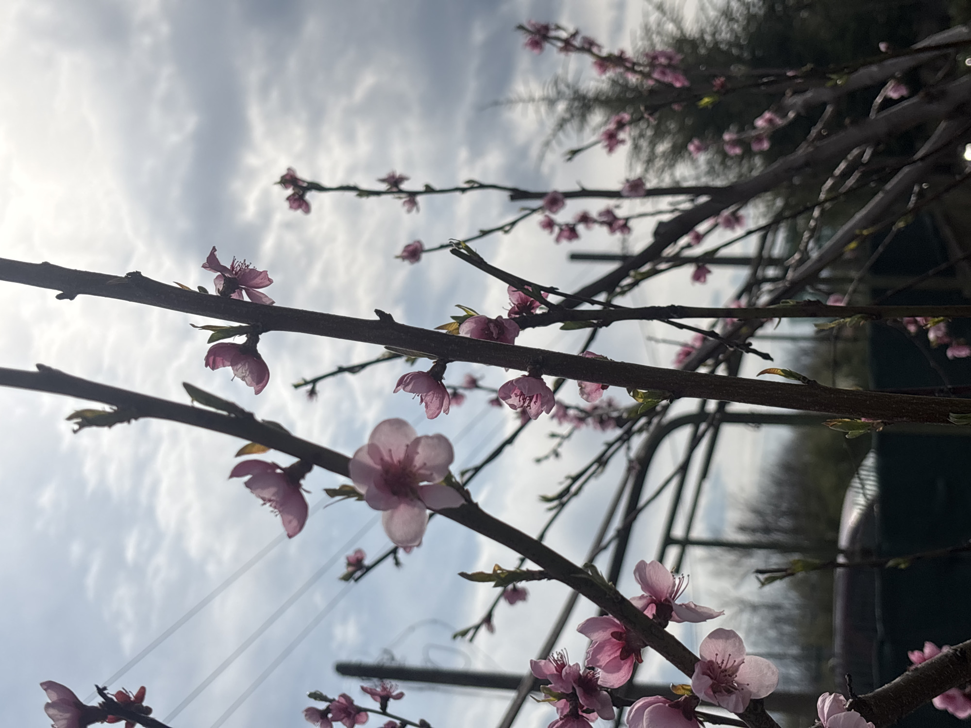 The image depicts a close-up view of flowering branches, likely from a fruit tree, set against a cloudy sky. The blossoms are small and pink, with some petals fully open and others still budding. The branches are bare, dark brown, and crisscross each other, creating a dense network. The sky is overcast, with varying shades of gray clouds partially obscuring the sunlight. In the background, blurred foliage suggests the presence of other trees or bushes. A metal frame is visible. The location is Lehchevo, Bulgaria.