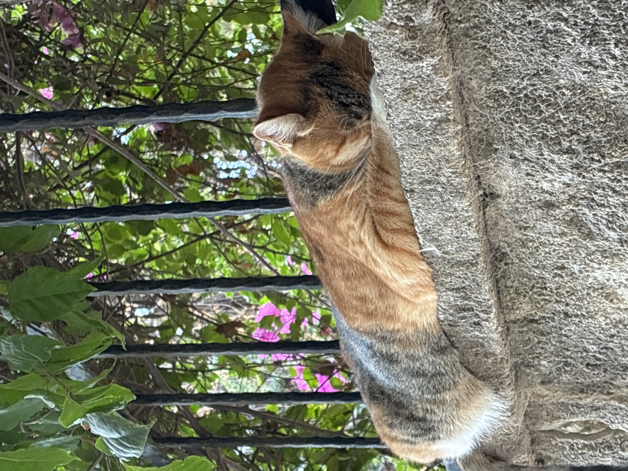 A calico cat is sleeping on a rough, grey stone ledge. The cat's fur is a mix of orange, grey, and black. Behind the cat, a black metal fence is visible, with green leaves and pink flowers growing through it. The overall impression is of a peaceful moment in a garden setting.