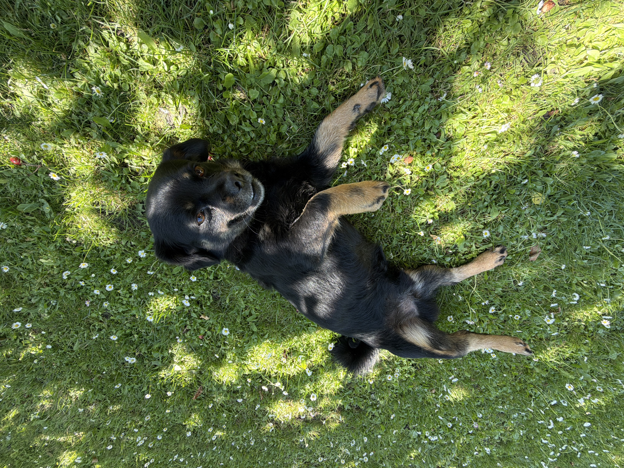 A black and tan dog is lying on its back in a grassy field, with its legs in the air. The dog has its eyes open and is looking up at the camera. The grass is green and there are several small white flowers scattered throughout. Sunlight is dappling through trees, casting shadows on the ground. The scene appears to be a park or a backyard.