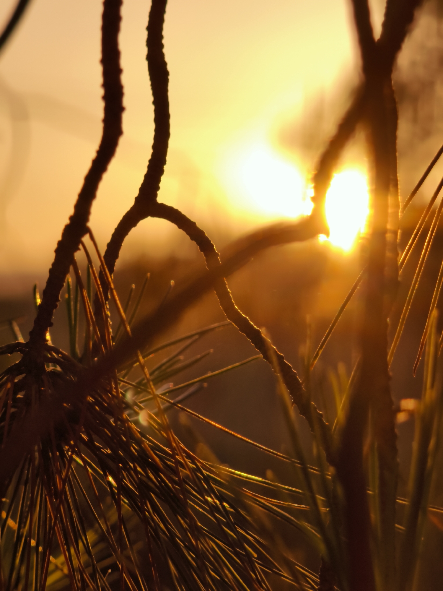 The image depicts a close-up view of pine needles and branches silhouetted against a bright, hazy sunset. The sun's rays are diffused and create a warm, golden glow across the scene. The pine needles are sharp and thin, with some appearing to have dew drops or water droplets reflecting the light. The branches are dark and textured, with a rough, organic surface. The background is a soft blur of orange and yellow, indicating the setting sun. There are no people or discernible objects in the scene other than the natural elements of the pine tree and the sky. The image is likely taken outdoors, in a natural setting, possibly a park or forest. No specific location in Lachish Regional Council, Israel can be identified from the image alone.