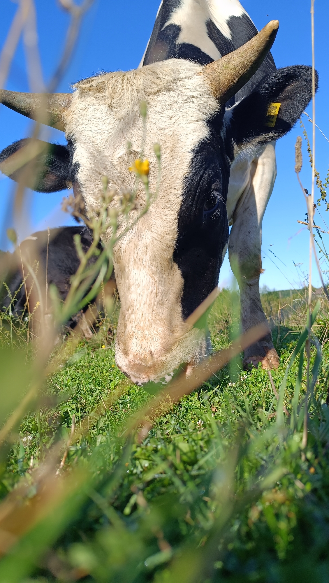 A close-up, low-angle shot captures a black and white cow in a grassy field under a clear blue sky. The cow's head is lowered as it grazes, with its snout almost touching the ground. Its fur is visible in detail, showing patches of black and white, and its horns are prominent. A small yellow flower is seen near the cow's face. The foreground is filled with out-of-focus green grass and some taller plants, creating a shallow depth of field. The background shows a hazy landscape with hints of vegetation and a distant horizon. The image appears to be taken in a rural or natural setting, possibly a pasture. There is no indication of the city of Karsha, Russia in the image.