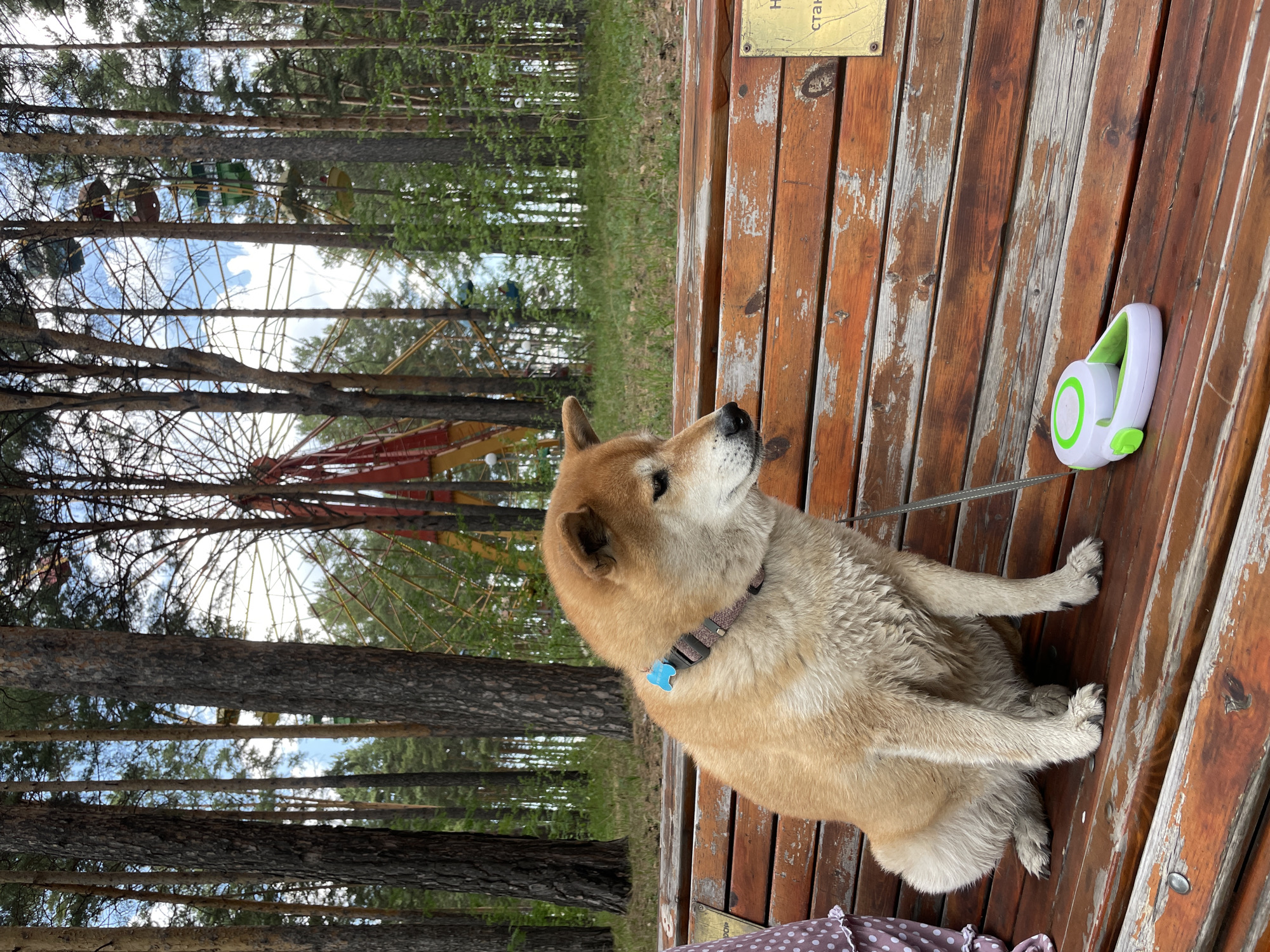 A Shiba Inu dog sits on a wooden bench next to a retractable leash. The bench is weathered with flaking paint. Behind the bench are tall pine trees and a partially visible Ferris wheel. The scene is located in Zheleznogorsk, Russia.