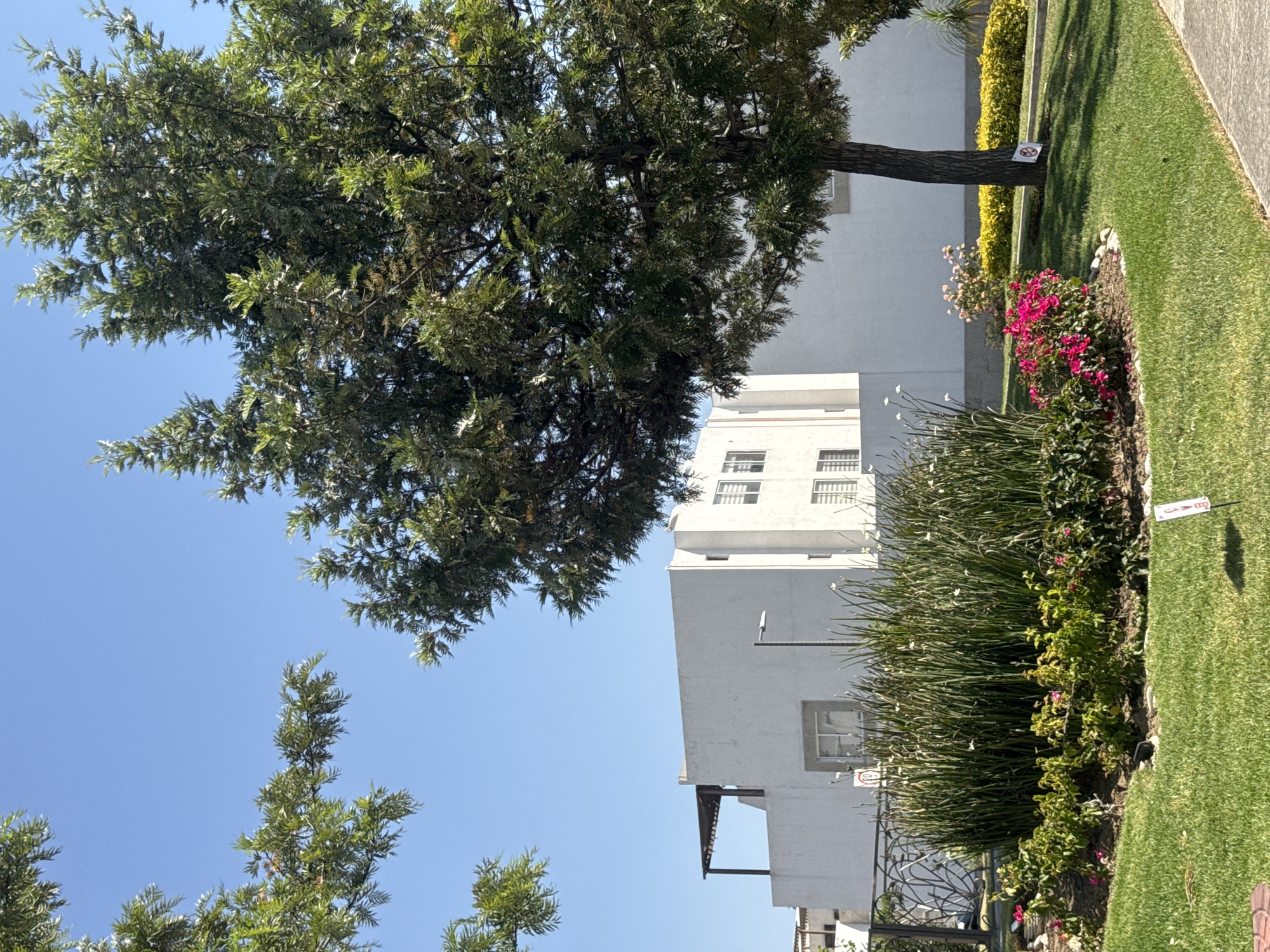 This outdoor daytime image captures a serene residential or suburban scene, likely in San Francisco Ocotlán, Mexico, under a clear, bright blue sky.
The prominent subject is a large, lush green tree occupying the left side of the frame, with its dense foliage extending across the sky. The tree's sturdy trunk is visible on the right, rooted in a well-maintained lawn of vibrant green grass.
Behind the tree and the landscaped garden is a multi-story, white building with a clean, modern architectural style. Several rectangular windows with grates are visible, and a lower section of the building features what appears to be a balcony or roof terrace.
The foreground and right side are dominated by meticulously arranged landscaping. A curved flower bed separates the lawn from the building, filled with a variety of plants. These include tall, spiky green plants, bushes bearing bright pink bougainvillea flowers, and other green foliage. A yellow-green hedge runs along the base of the building. A decorative metal fence or railing is partially visible at the bottom.
The bright blue sky and strong shadows indicate it is a sunny day. No specific activities or people are depicted.
Two small signs are visible: a white sign with a red "no" symbol (a circle with a diagonal line) is attached to the tree trunk. Another small white marker with unreadable red text (possibly "SAB") is planted in the flower bed on the far right. The overall scene conveys a sense of peacefulness and careful upkeep.