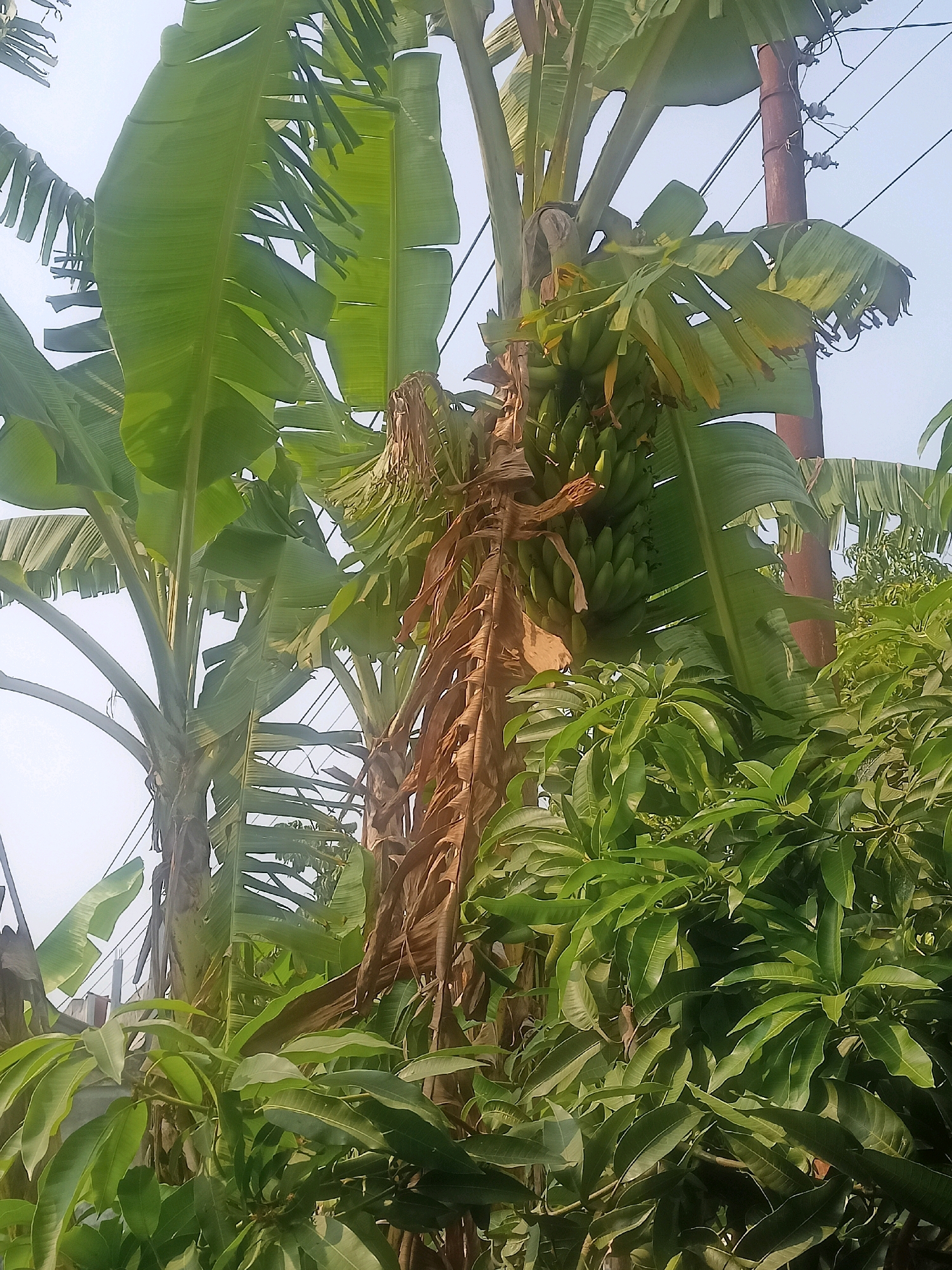 In the city of Ngandul, Indonesia, a banana tree stands tall, its large green leaves reaching towards the sky. A cluster of green bananas hangs from the tree, promising a future harvest. The tree is located near a wooden pole with power lines running overhead, suggesting a connection to the local infrastructure. Surrounding the banana tree are other lush green plants, including what appear to be mango trees, their leaves dense and vibrant. The overall scene depicts a natural environment within a developed area, showcasing the coexistence of flora and the utilities that serve the community.