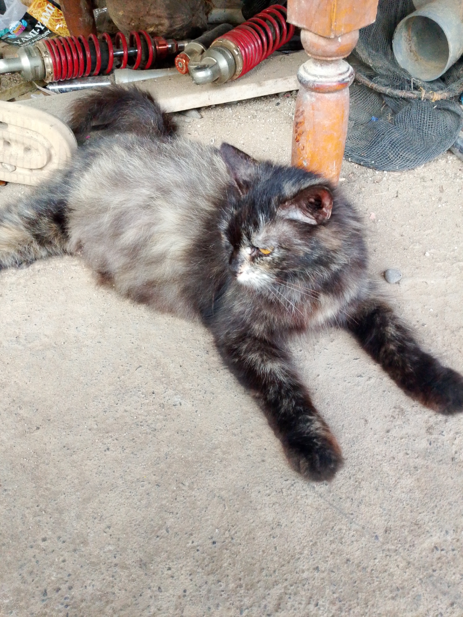 A tortoiseshell cat with long, fluffy fur is lying on its side on a concrete surface. The cat has a black, brown, and tan coat with yellow eyes. Its front paws are extended in front of it, and its hind legs are tucked underneath its body. The cat appears to be resting or sleeping. In the background, there are several objects including red motorcycle shock absorbers, a piece of wood, and a black net. The environment suggests an outdoor or semi-outdoor setting, possibly a yard or workshop, in Se'pon, Indonesia.