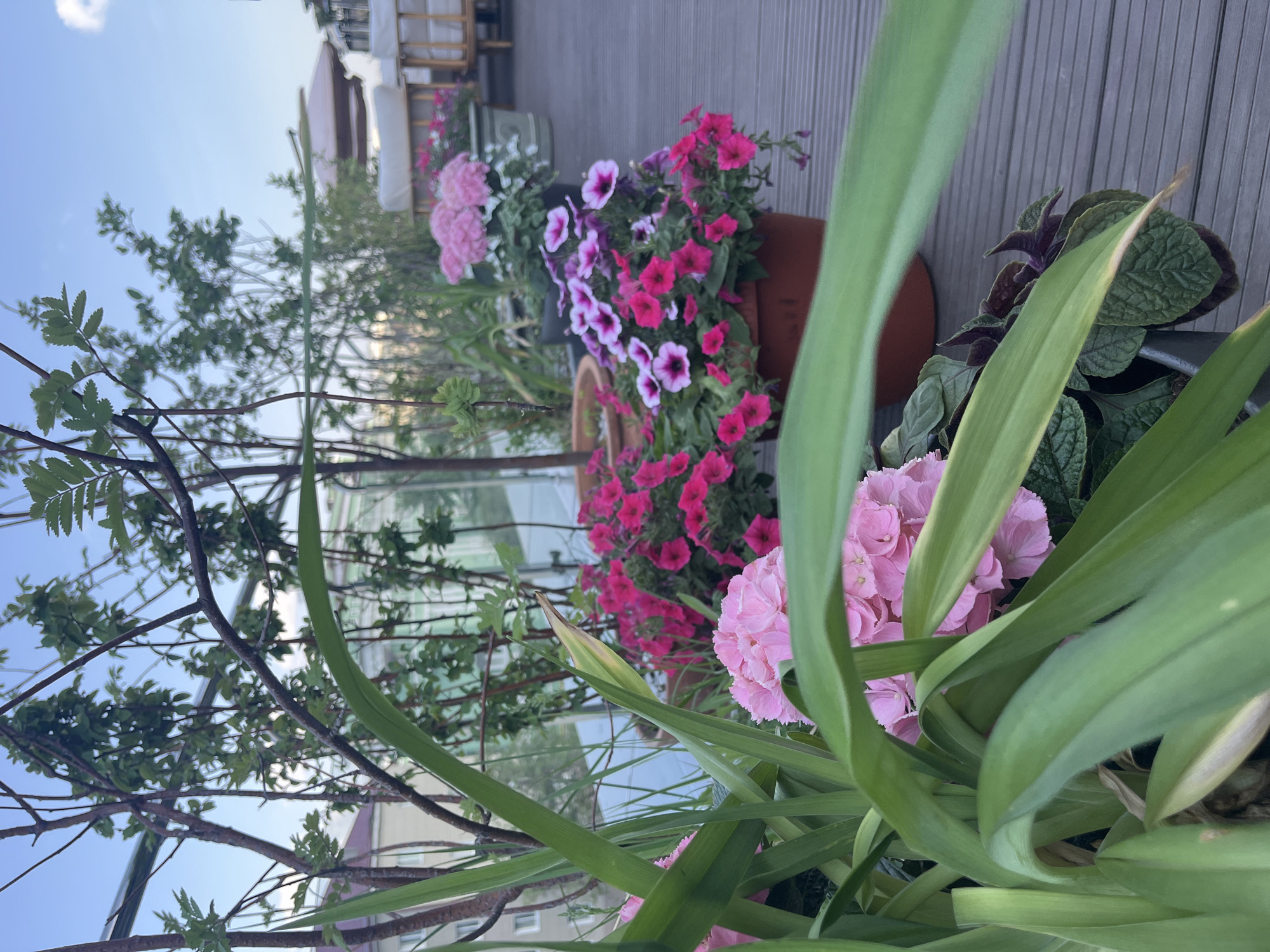 This image shows a rooftop garden in Kazan, Russia. The garden features potted plants, including pink hydrangeas, petunias in shades of pink and purple, and other greenery. A rowan tree is also visible. The plants are arranged on a wooden deck, with a glass barrier in the background. Furniture with white cushions can be seen in the distance. The sky is partly cloudy.
