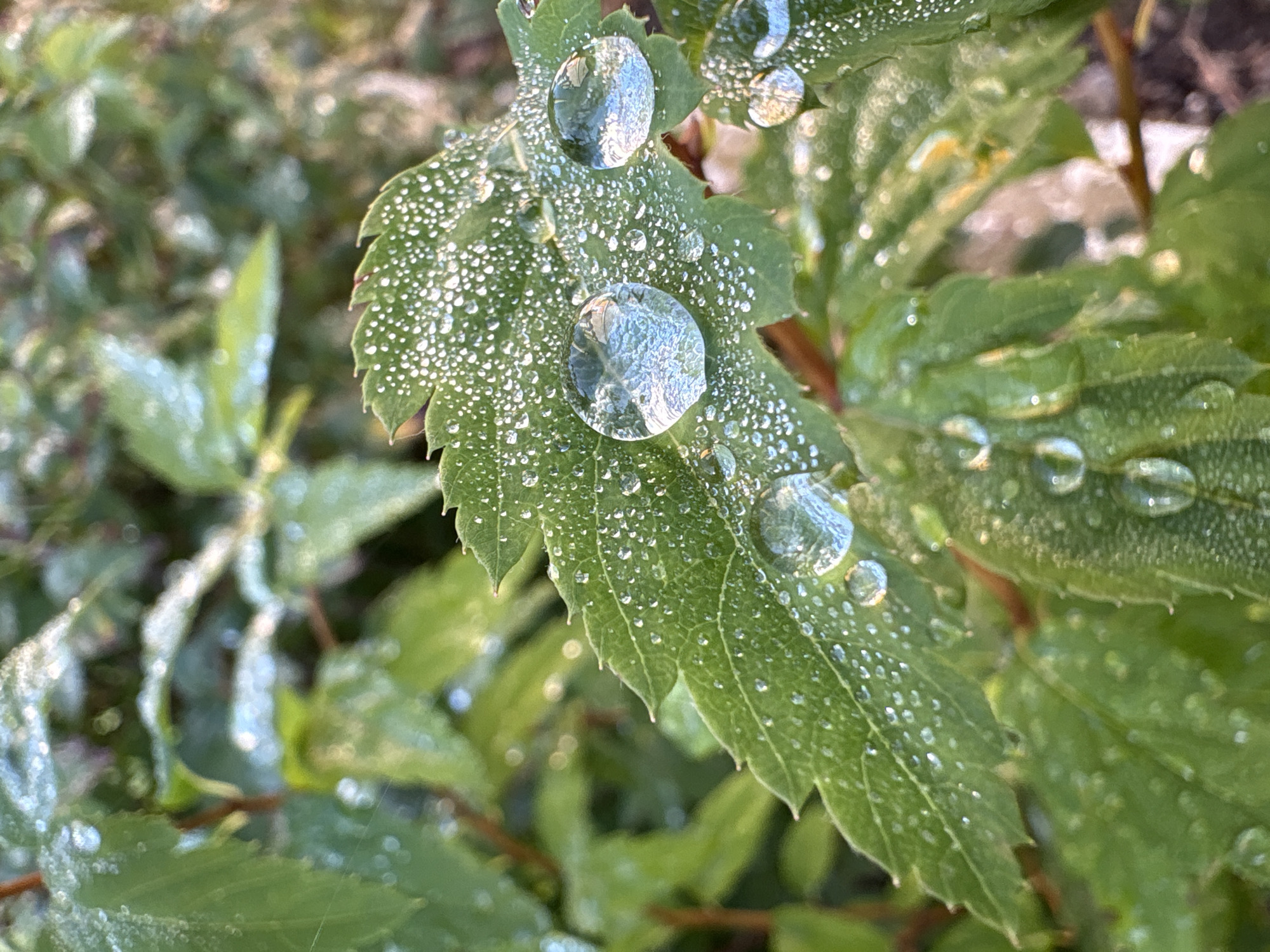 A close-up shot captures dew drops clinging to the serrated edge of a bright green leaf. The water droplets, some quite large and spherical, magnify the textured surface of the leaf beneath them. Smaller droplets form a shimmering pattern across the entire leaf's surface. The background is a blur of green foliage, suggesting a natural, outdoor setting, possibly a garden or park in Kungur, Russia, on a dewy morning. No people or specific urban elements are visible.