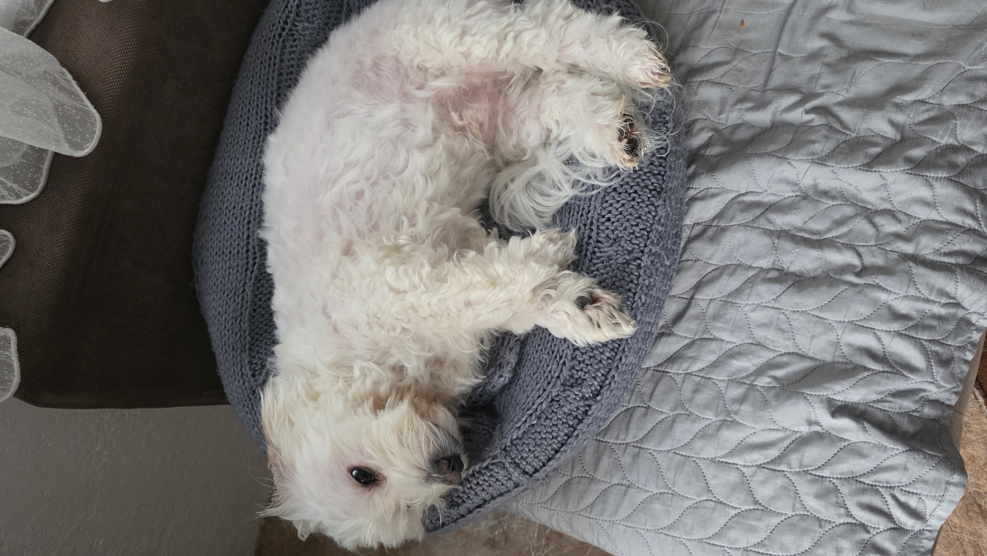 A white, long-haired dog lies on its back in a grey knitted dog bed. The bed is on a light grey, quilted blanket. The dog's head is to the left. Part of a brown piece of furniture with white ruffled trim is visible to the upper left. The location of this image is unknown, and there is no information to indicate this is Blagoevgrad, Bulgaria.