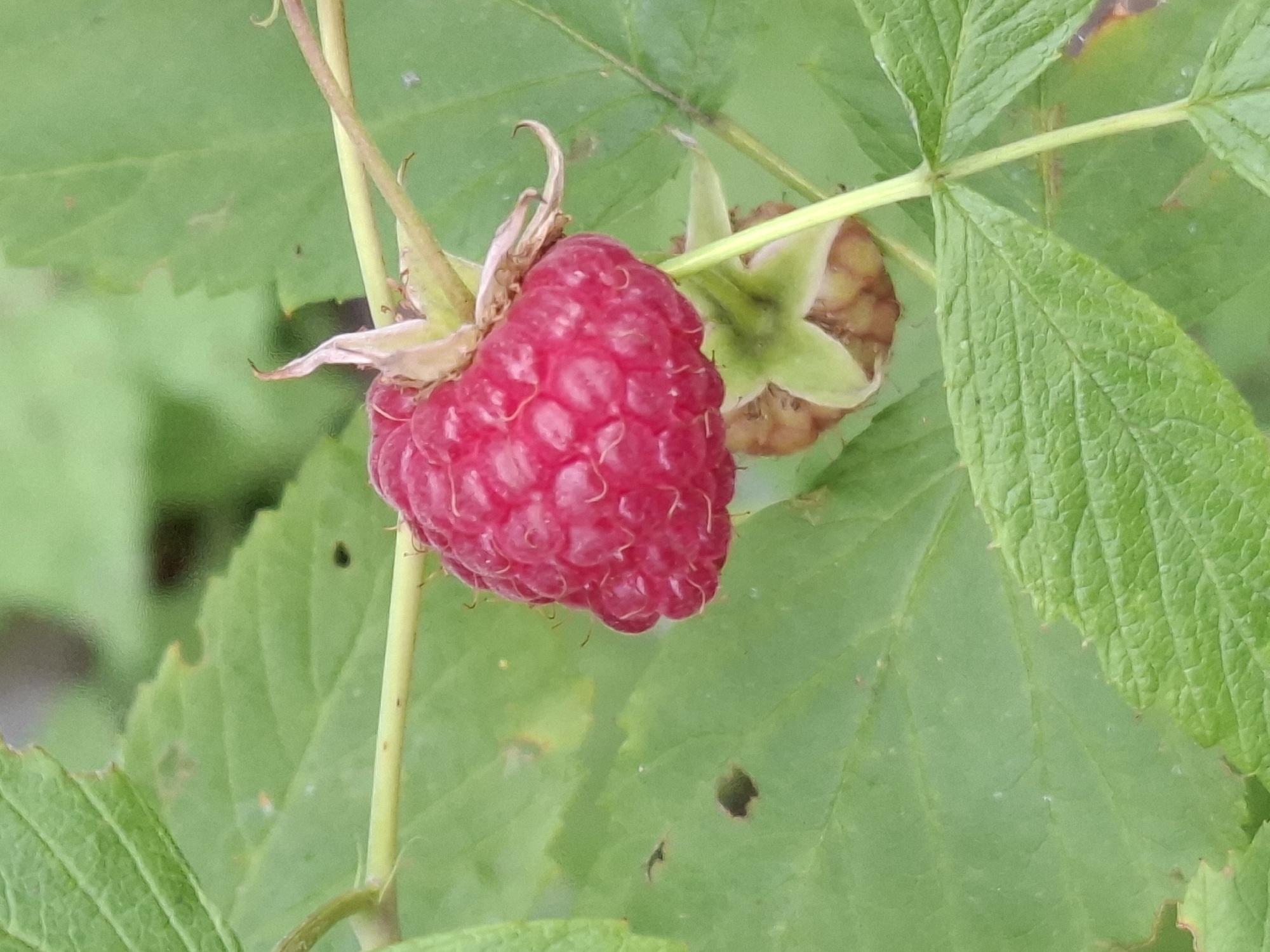 An extreme close-up, shallow-depth-of-field shot focuses on a single, ripe red raspberry. The raspberry is heart-shaped and appears plump with visible drupelets. Its stem is attached to a thin green vine, and a few dried sepals are visible at the base of the fruit. Below the ripe berry, a smaller, less developed green raspberry is partially visible, along with its sepals. The background consists of lush, blurred green raspberry leaves, some of which show signs of wear or damage, such as small holes or brown-edged nibbles. The lighting is natural and diffused, casting soft shadows and highlighting the texture of the fruit and leaves. The scene is outdoors and appears to be a natural setting, likely a garden or wild patch of raspberry bushes. There are no people or human activity depicted in the image.
