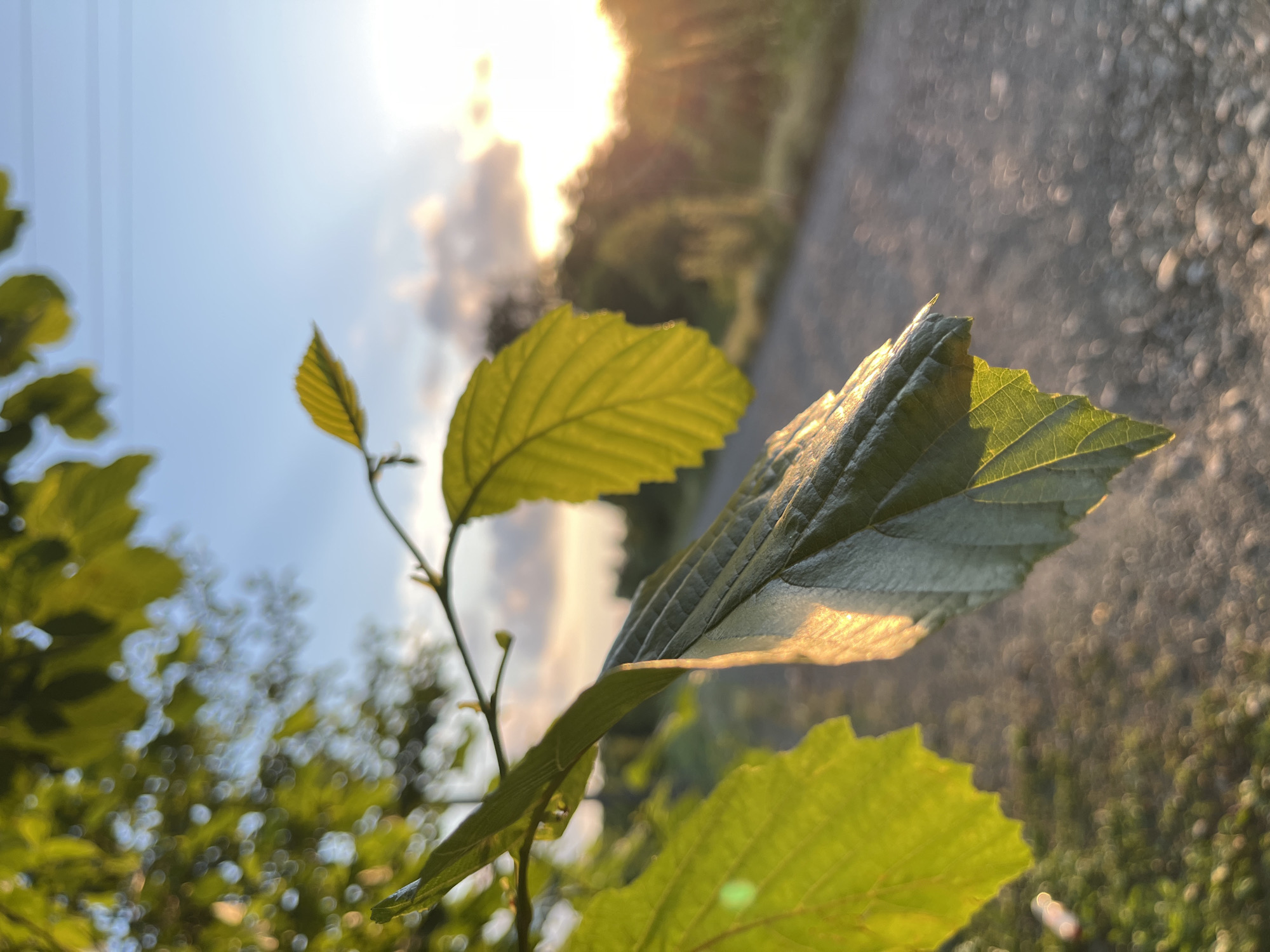 In Ureki, Georgia, a close-up shot focuses on green leaves of a tree in the foreground, with the setting sun casting a warm glow on one of the leaves. The background reveals a blurred view of a dirt road, vegetation, and a sky with scattered clouds. The overall scene depicts a serene, natural environment during sunset.
