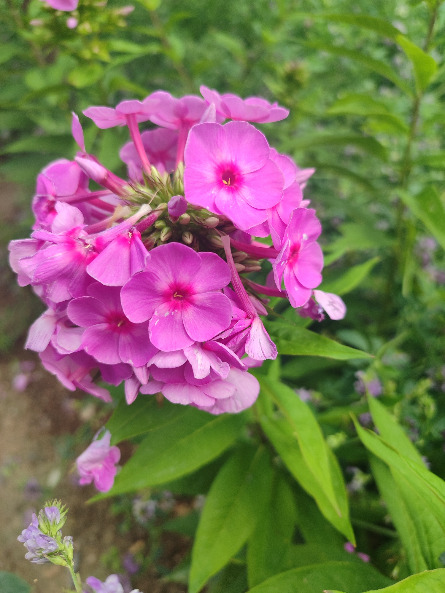 A cluster of vibrant pink phlox flowers with distinct yellow centers is in sharp focus in the foreground of the image. The flowers are densely packed, with some petals slightly curled and others showing subtle white speckling. Behind the prominent pink blooms, a blur of green foliage creates a soft, natural backdrop. To the lower left, a small sprig of delicate, light purple flowers adds a contrasting color and texture. The background suggests an outdoor setting, possibly a garden, with hints of brown soil and a further scattering of unfocused greenery and possibly other small flowers. The lighting is even, highlighting the rich colors of the blossoms without harsh shadows. The image was captured in the city of Жаңы-Абад, Kyrgyzstan.
