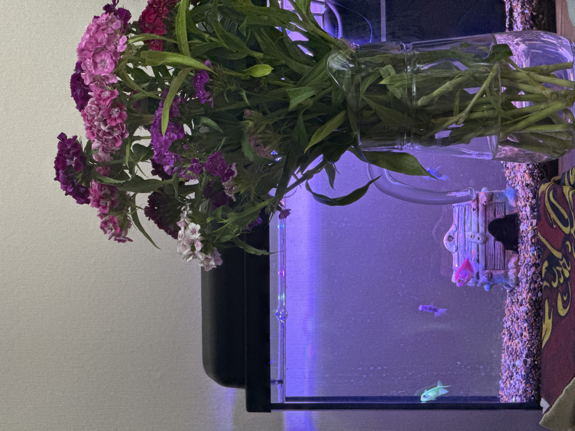 This indoor scene, located in the city of Chaikovsky, Russia, features a small fish tank and a vase of flowers positioned on a flat surface. The rectangular fish tank, situated on the left, contains water internally illuminated by a purple-blue light. The tank's base is covered with small, multi-colored gravel. Three fluorescent fish are visible within the tank: a light green fish near the left glass panel, a faint purple fish in the mid-ground, and a bright pink fish positioned to the right near a small, light-colored decorative structure resembling a submerged ruin or castle. A black lid or filter unit covers the top of the tank.
To the right of the fish tank, a clear glass vase holds a bouquet of Dianthus flowers. The flowers exhibit various shades of purple, magenta, pink, and white with pink edges, interspersed with green foliage. Their green stems are submerged in water within the vase, which also features a partially visible handle on its left side.
The objects rest on a surface partially obscured by a patterned fabric in the lower foreground, displaying a red background with yellow and black ornamental designs. The background behind the arrangement is a plain, light-colored wall with a subtle textured finish. No individuals are present in the image.
