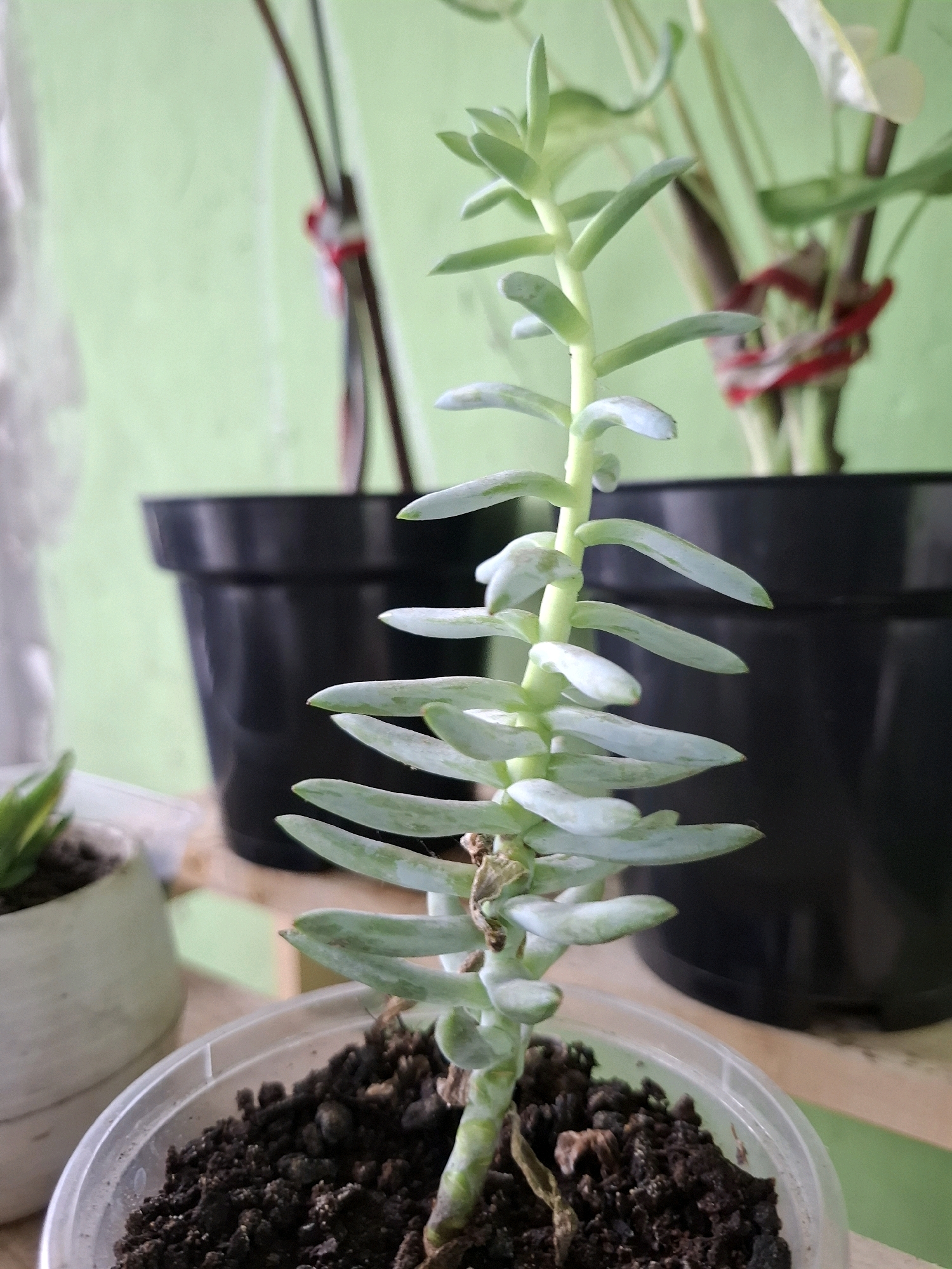 The image shows a close-up of a succulent plant with pale green leaves, growing in a clear plastic pot filled with dark soil. The plant is in focus, with its elongated stem and numerous leaves stretching upwards. In the background, two black plastic pots are visible, one slightly to the left and the other to the right, further back. Behind the pots, a pale green wall serves as the backdrop. To the far left, a small portion of another white pot containing a green plant is also visible. The lighting suggests an indoor setting, possibly a home or a plant nursery. The image does not contain any specific elements that would allow for the identification of its location within the city of Medan, Indonesia.