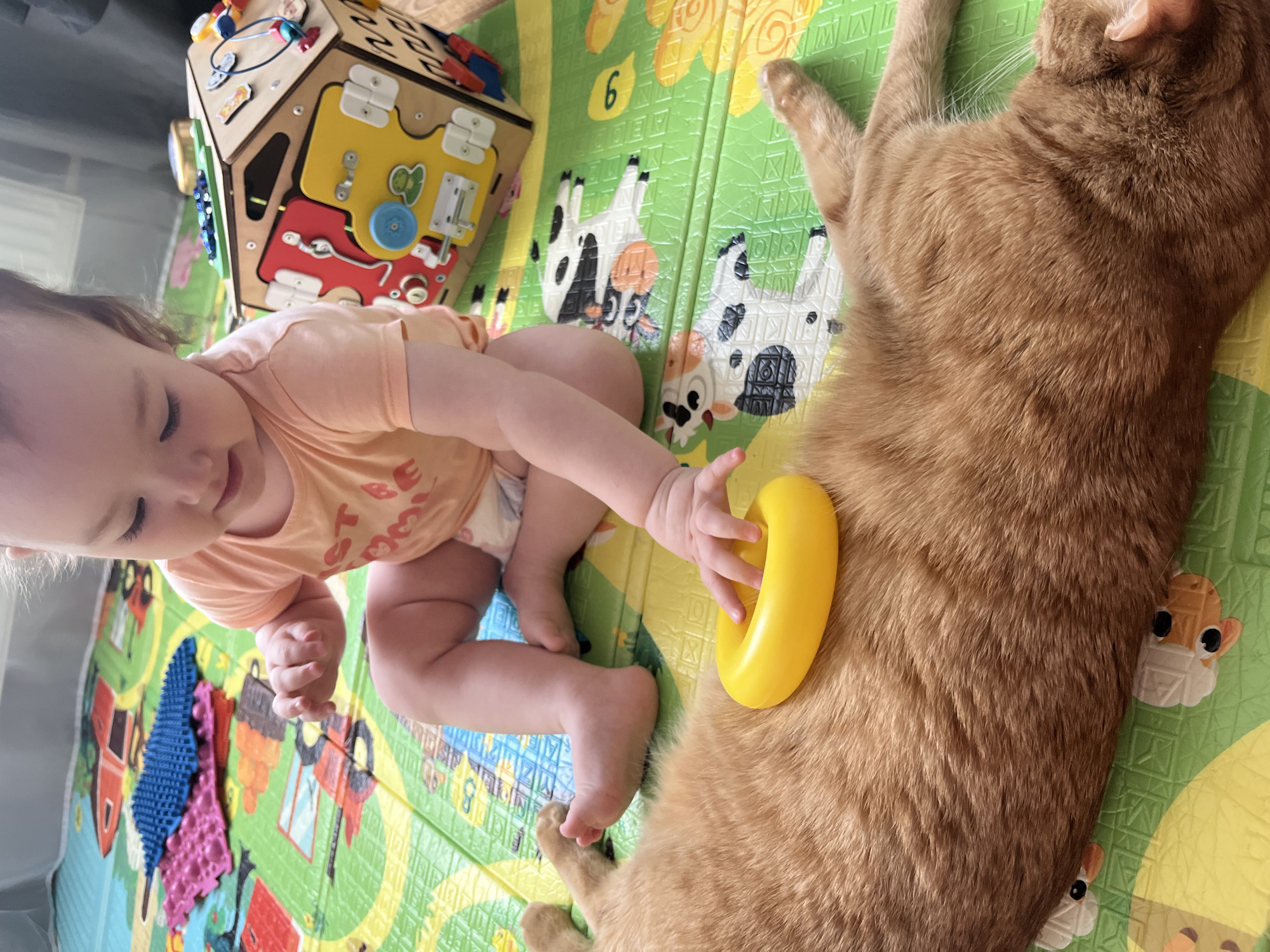 This image, captured in Shushary, Russia, depicts a heartwarming indoor scene featuring a baby and a ginger cat. The baby, dressed in a peach-colored t-shirt with partially visible text like "ME" or "MORE" and a white diaper, lies on a colorful play mat. The mat is predominantly green and yellow, decorated with cartoon cow shapes, numbers such as "6", and sections of the alphabet, including "ABCD" and "VWXYZ", and the word "KID".
A large wooden busy board or activity cube, featuring various interactive elements, colors, and what appears to be numbers like "222", is positioned near the baby. The baby is actively engaged with a relaxed ginger cat, which is lying beside them on the mat. The baby's hand is extended, gently touching or reaching for a bright yellow ring toy that rests on the cat's back. The cat's fur is a rich reddish-brown. The baby's expression appears curious and content, observing the cat and the toy. Other textured sensory toys, including blue and pink mats, are also visible on the play mat in the background. The scene is illuminated by soft, natural daylight, indicating it is daytime.